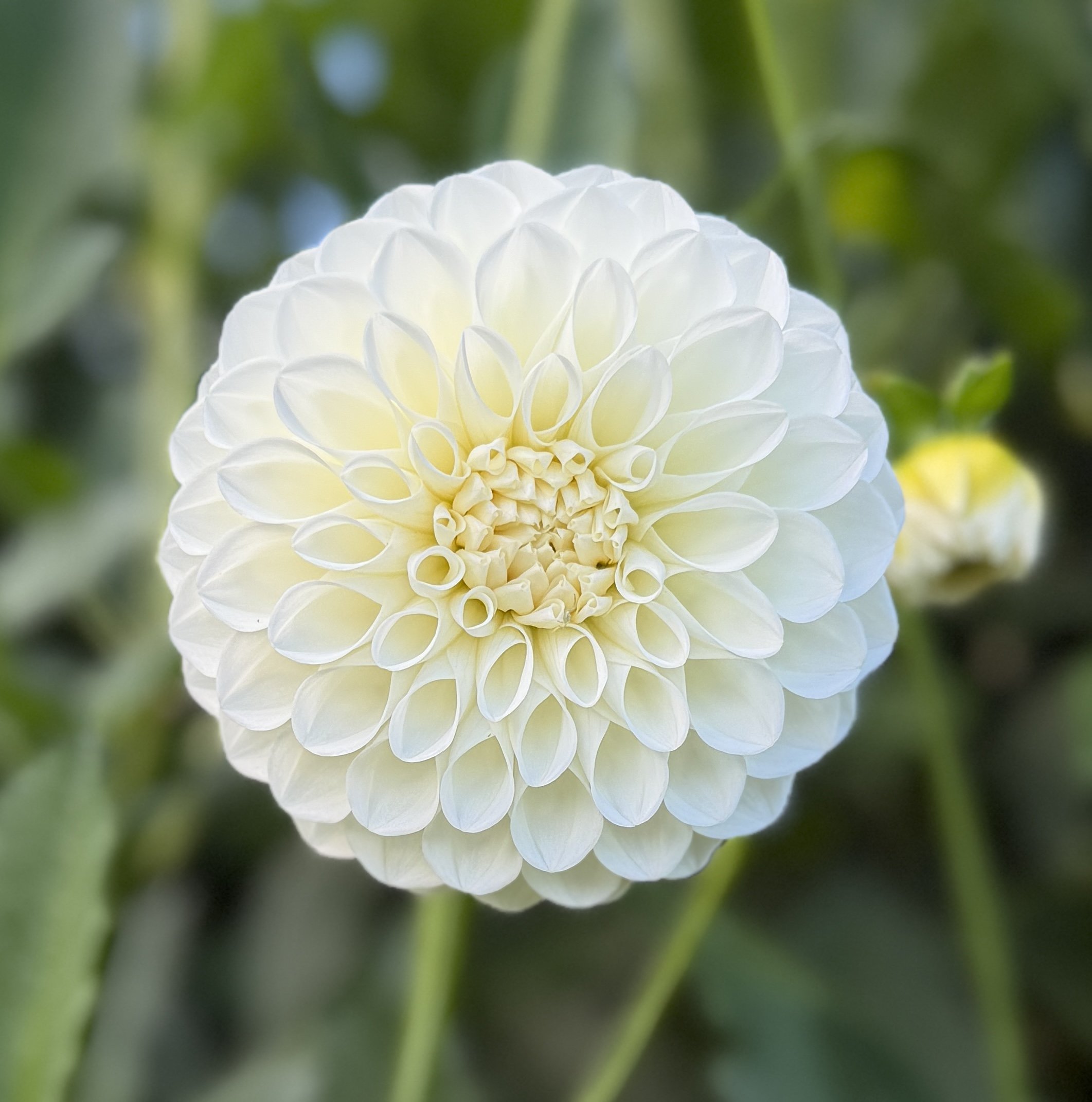 Brookside Snowball Dahlia Tuber