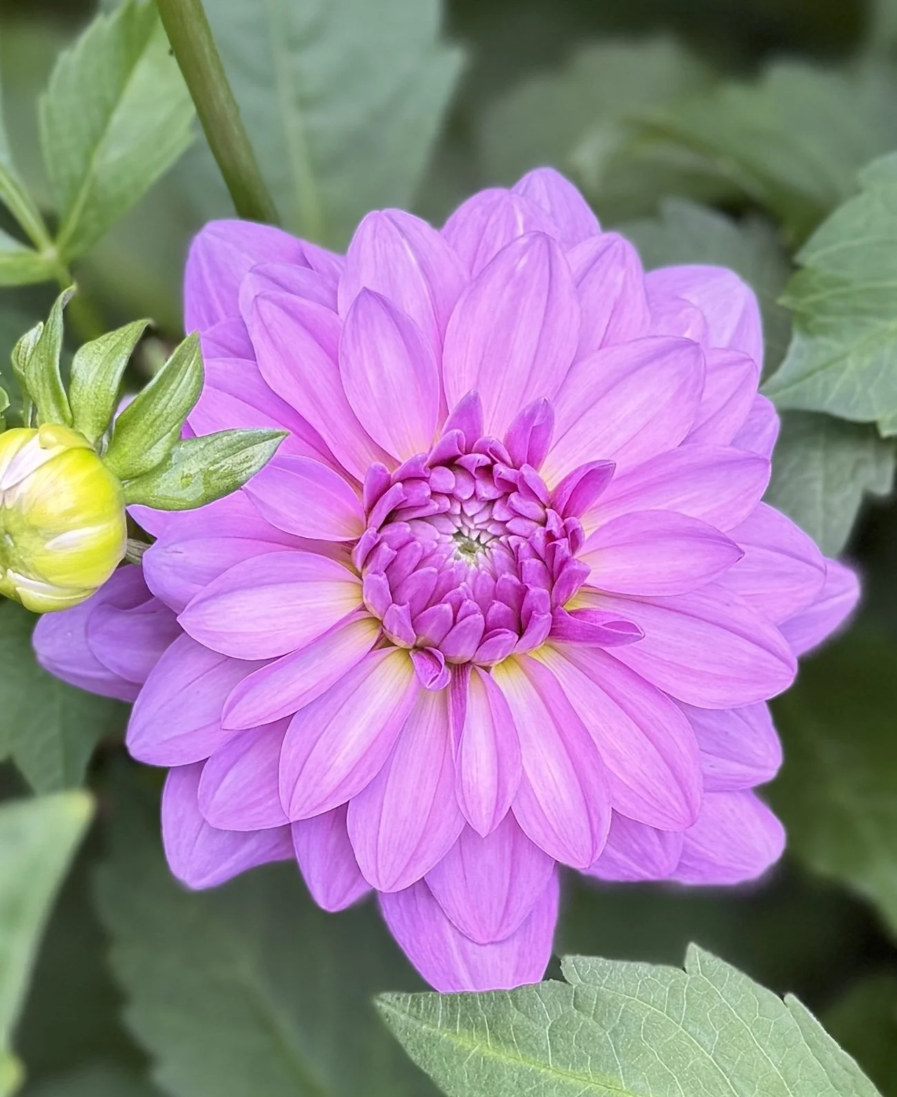 Bluetiful Dahlia Tuber