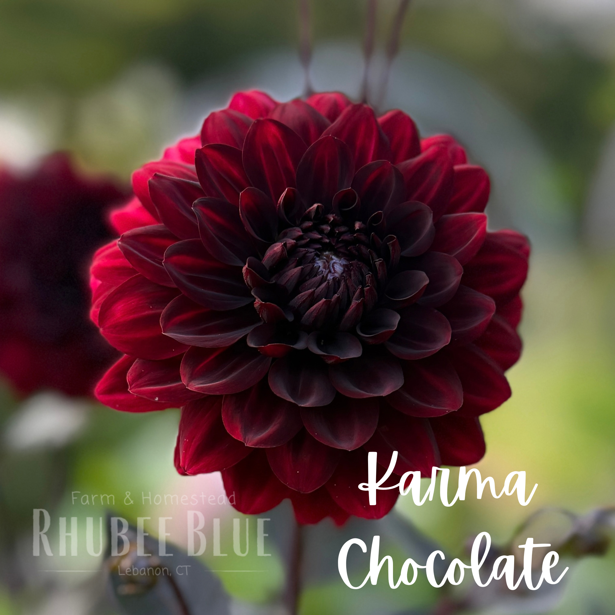 Karma Chocolate 1.png