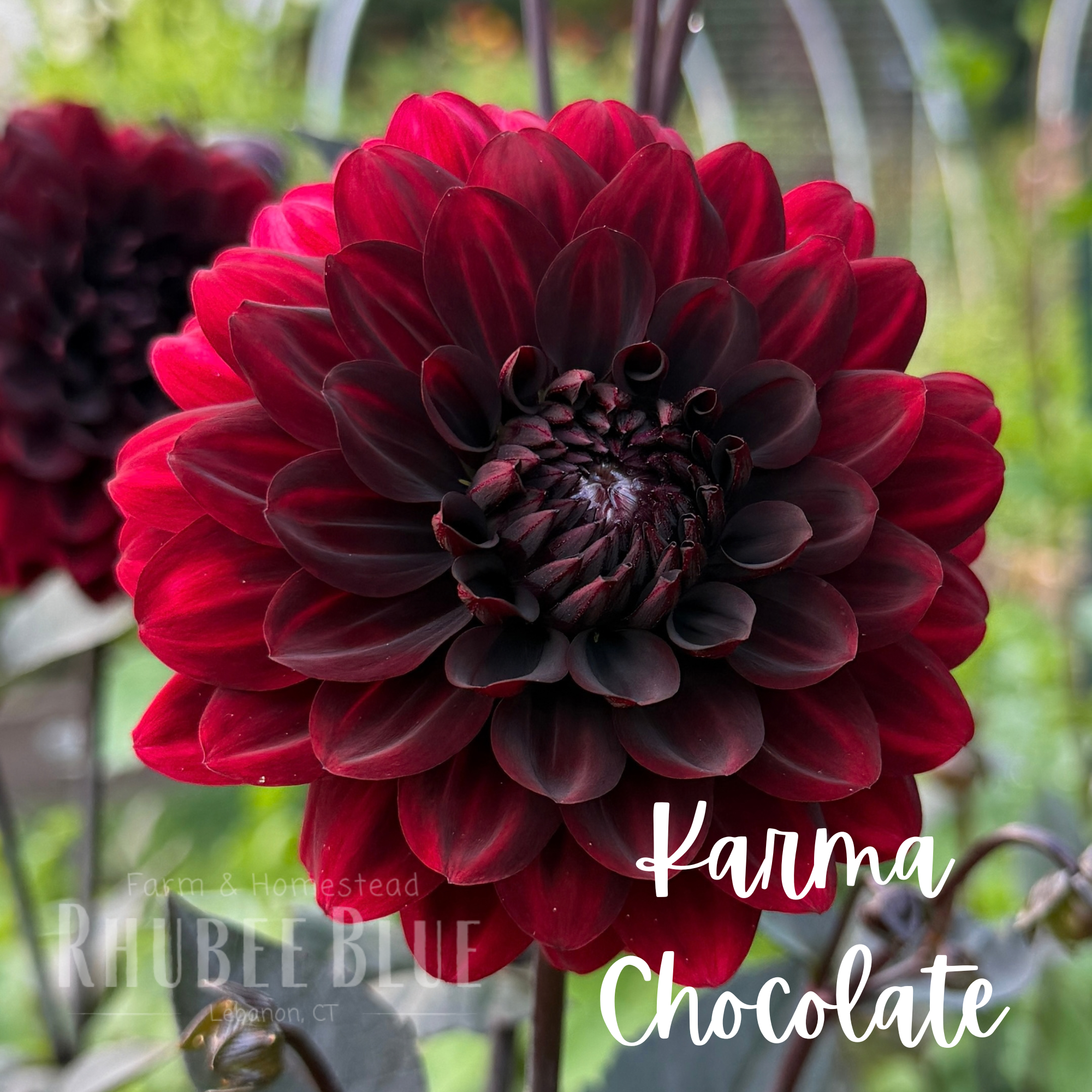 Karma Chocolate 3.png