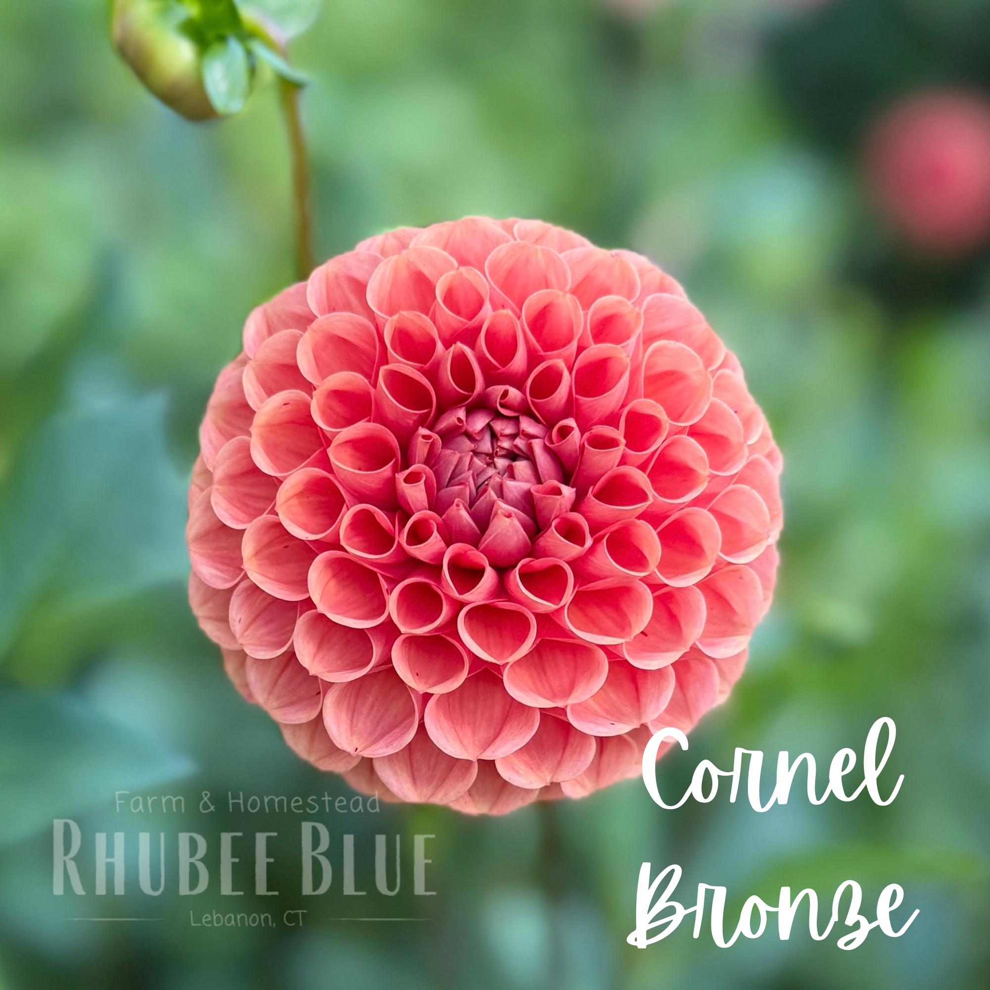 Cornel Bronze 1.png
