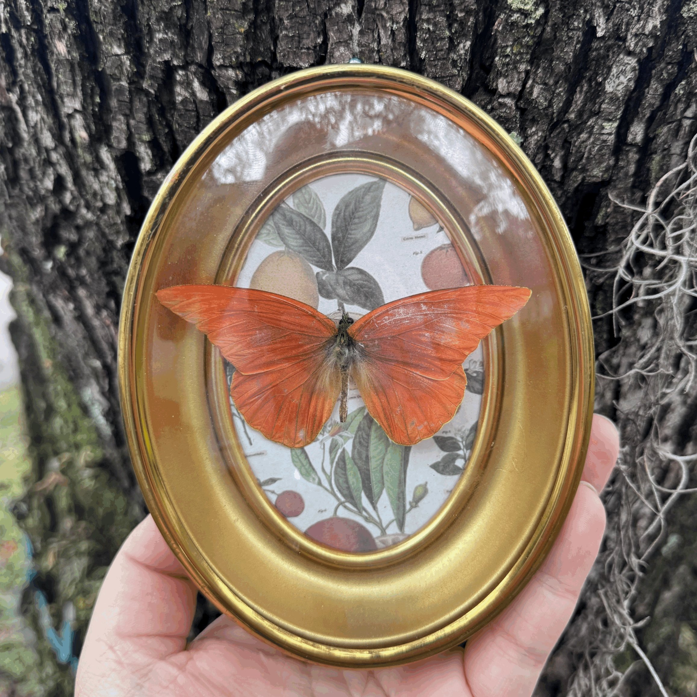 Orange Albatross in Antique Bubble Glass Frame