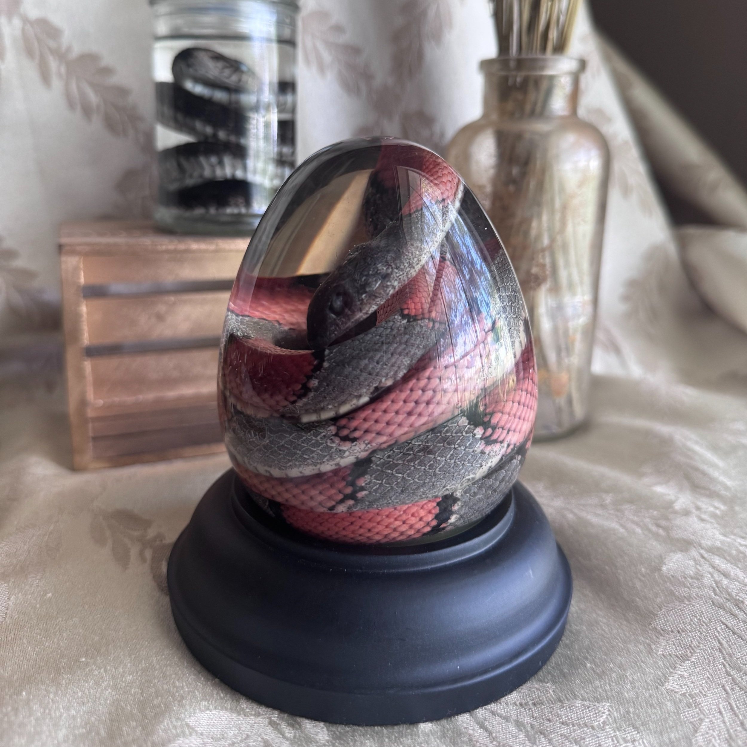 Red & Gray Banded Kingsnake Wet Specimen