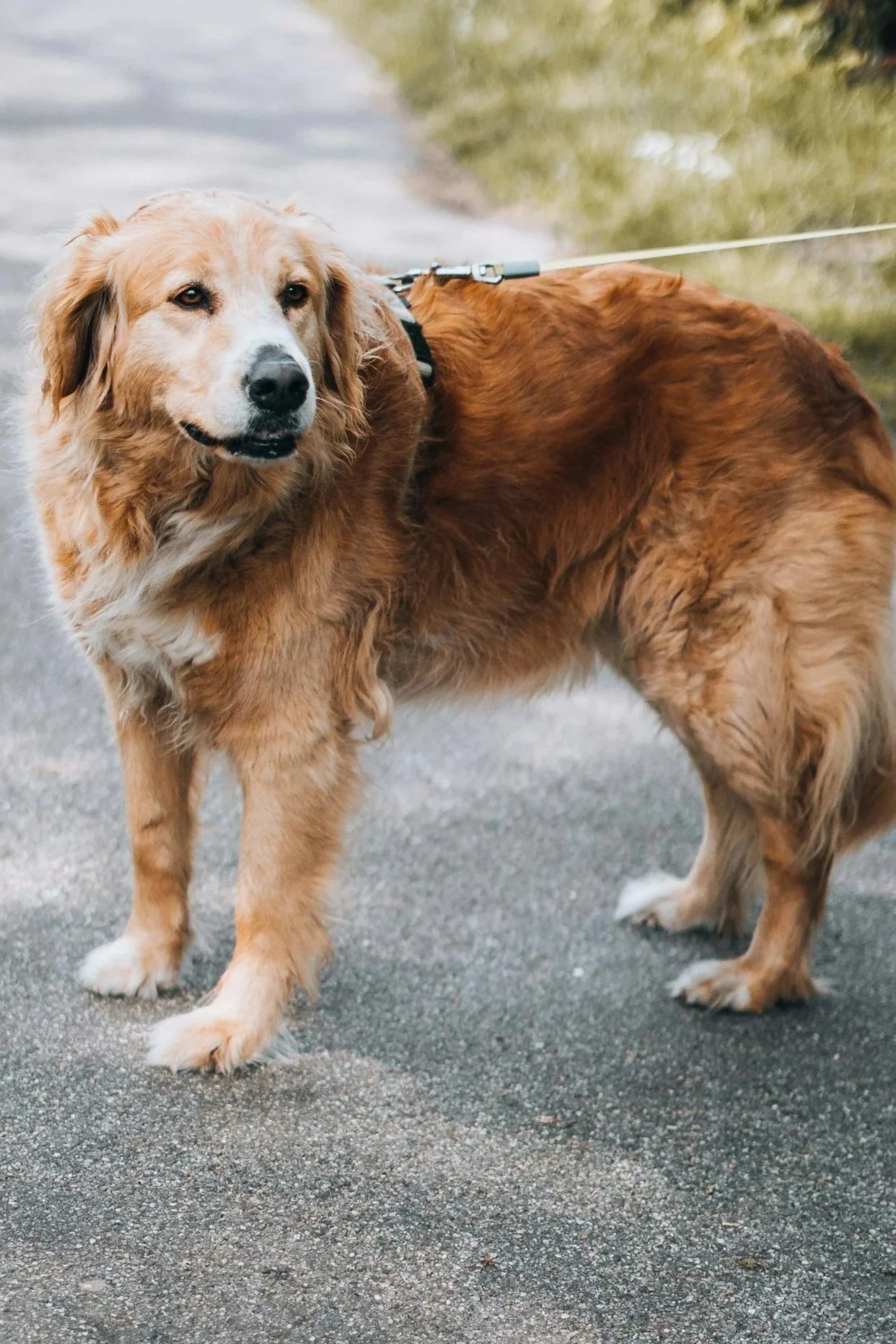 Leash Tension as a Cue: Teaching Dogs to Check In