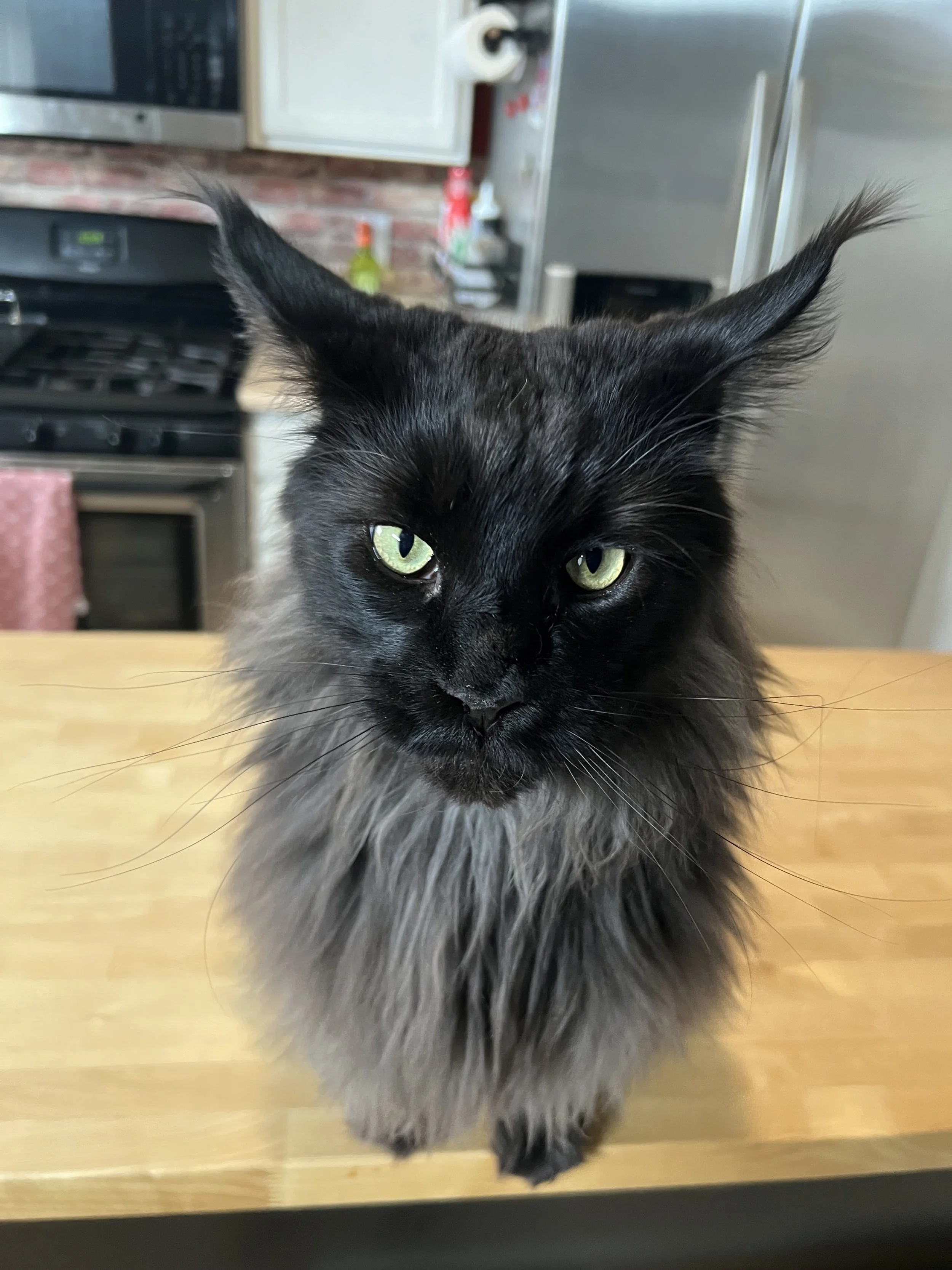 norwegian forest cat