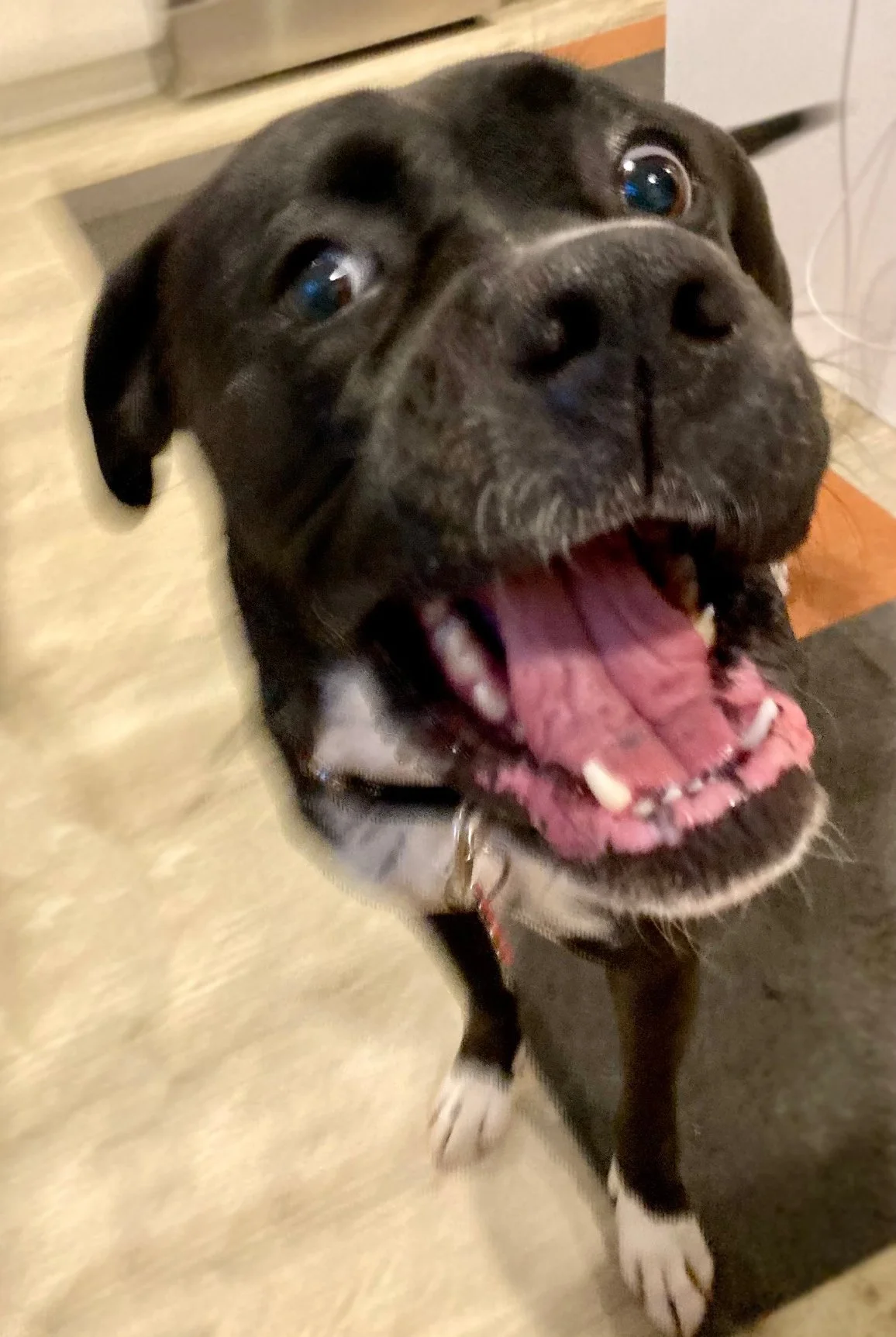 dog, boxer, rescue