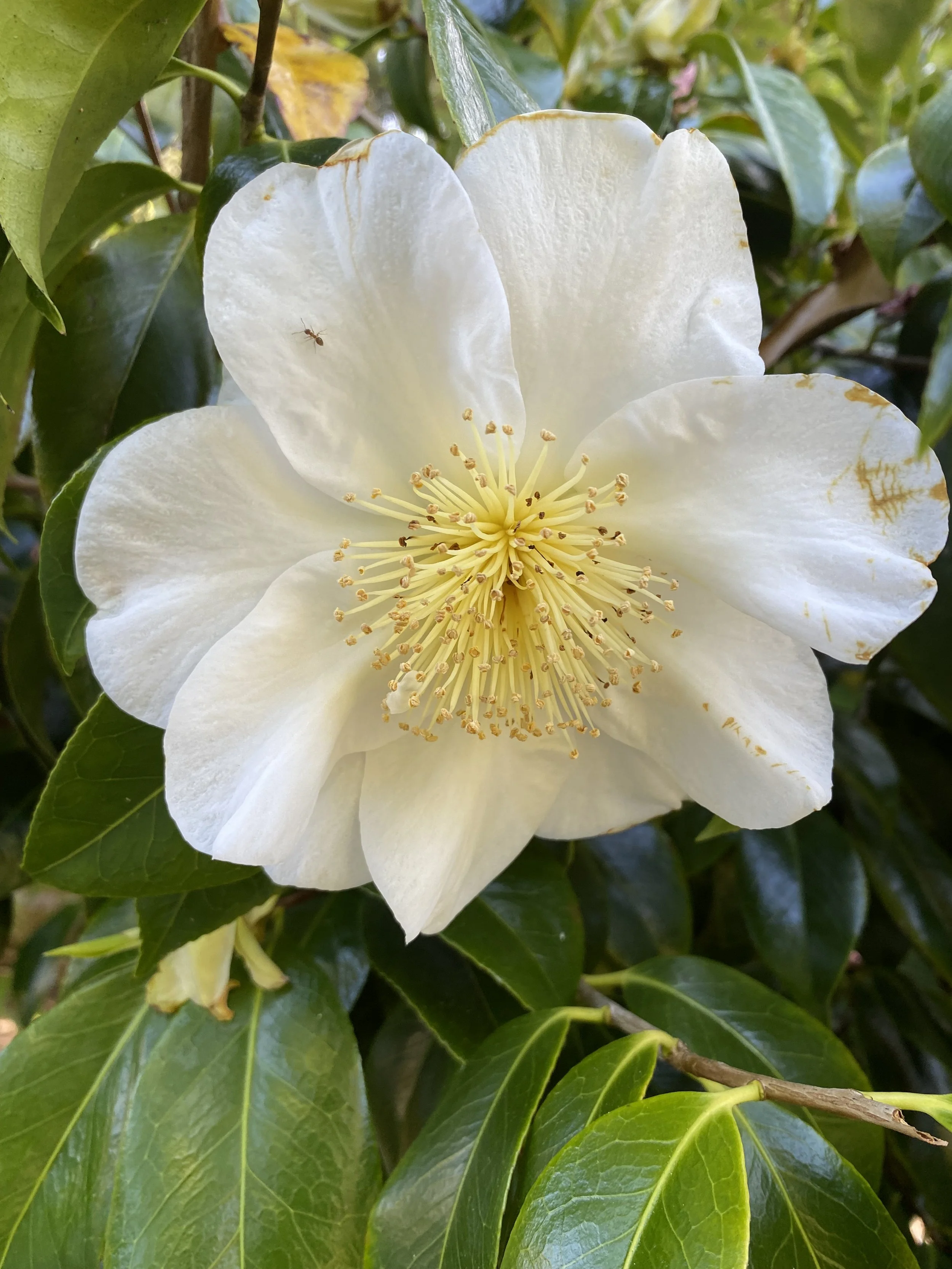 Close-up of a white flower with yellow stamens amidst green leaves.