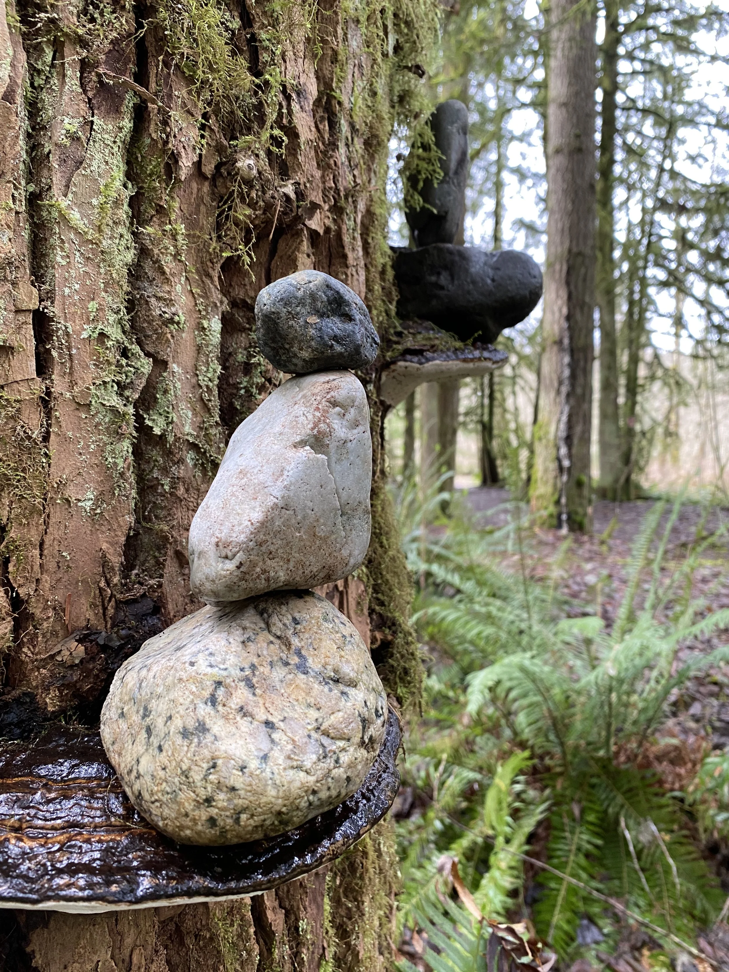 A stack of four smooth stones balanced on a mossy tree trunk in a forest setting, with ferns and trees in the background.