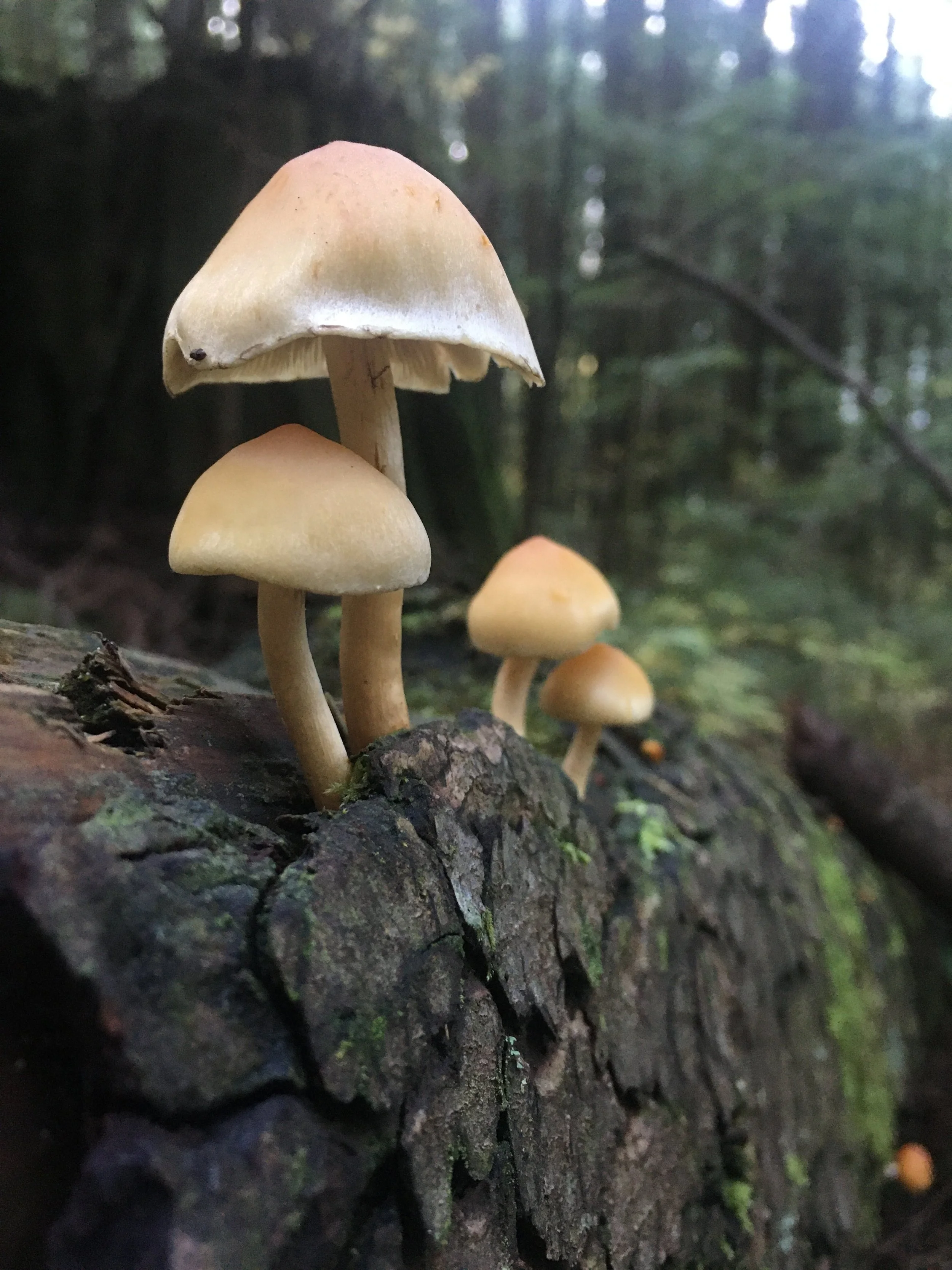 Four small mushrooms with pale caps and stems growing on a fallen log in a forest.