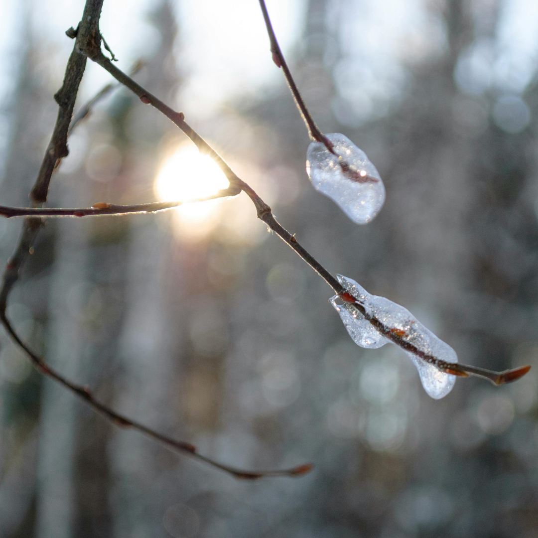 From Stillness to Seed: The Wisdom of Becoming