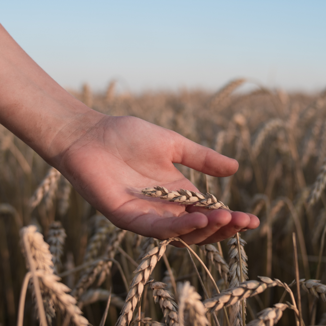 Harvest of the Heart:                       What This Season Asks Us to Reap