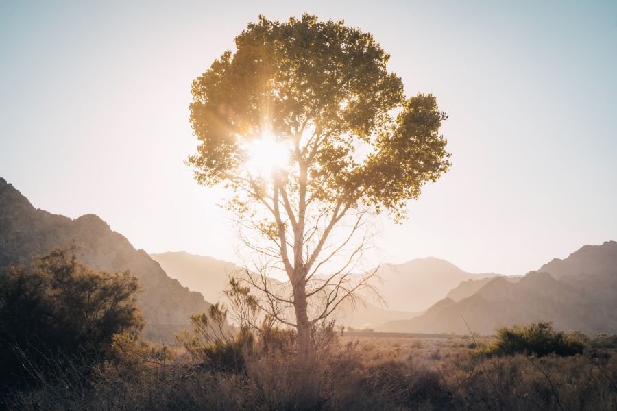 Smiley Tree C.jpg