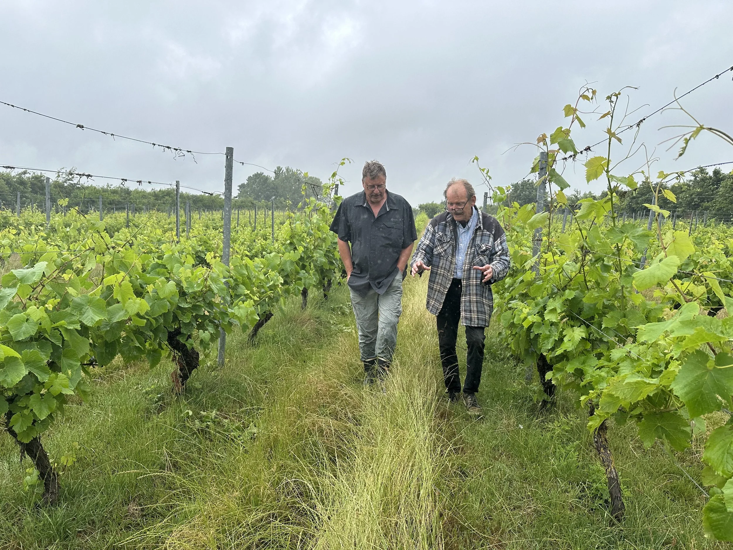 Manden, der troede på dansk vin, længe før alle andre - Hjelm Vingård på Møn