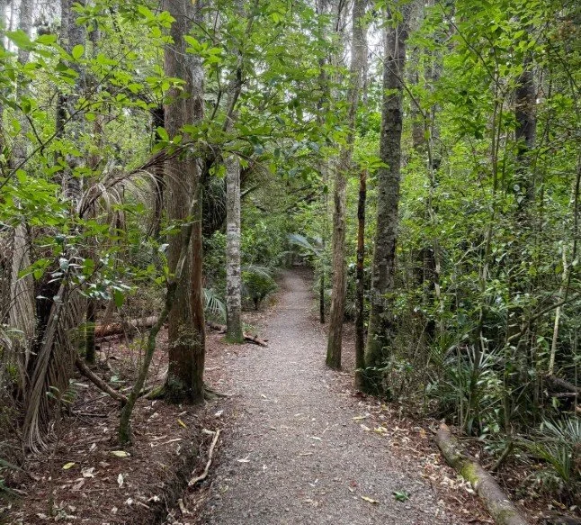 Puhinui Stream Forest Trail.jpg