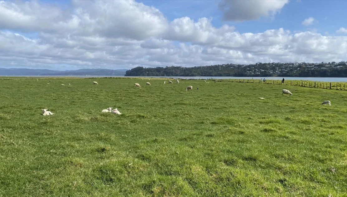 Ambury Regional Park Trail.jpg