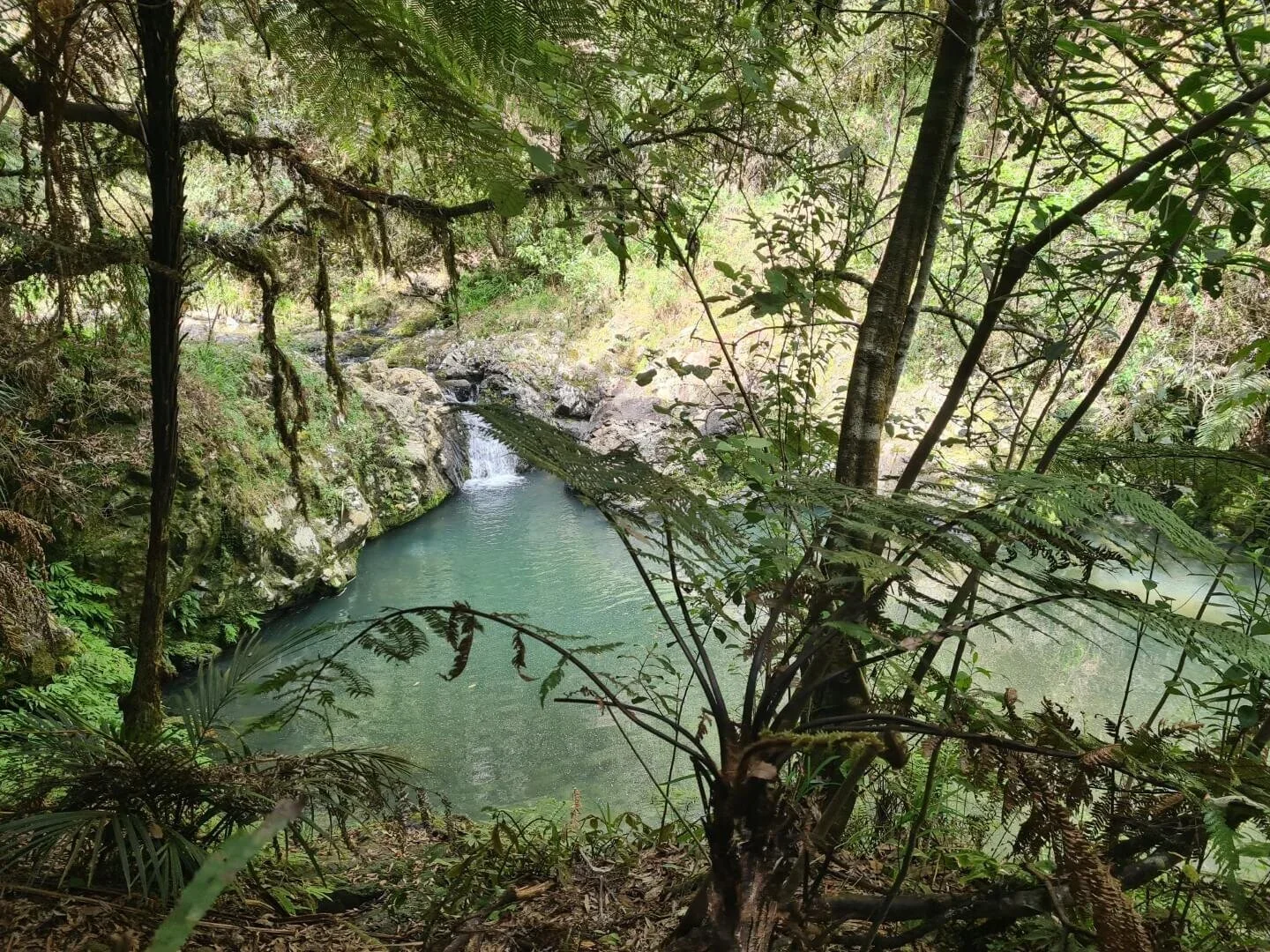 Cossey Massey Loop Track Women Hiking Auckland