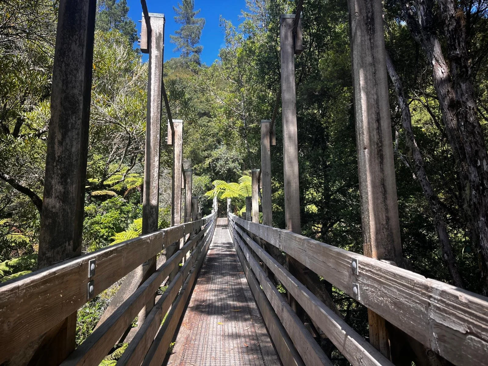 Suspension Bridge Hike Hunua Ranges - Women Walking Group