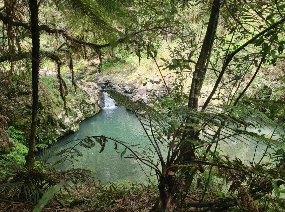 cossey_massey_loop_track_hunua_ranges.jpg