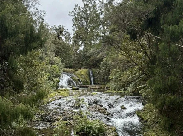 Upper Nihotupu Walk 1.jpg