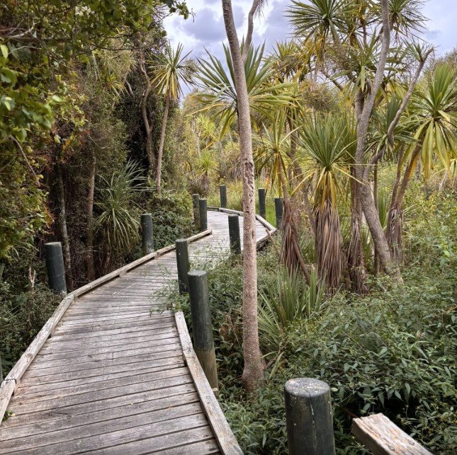 Kohuora loop track hiking for women in auckland