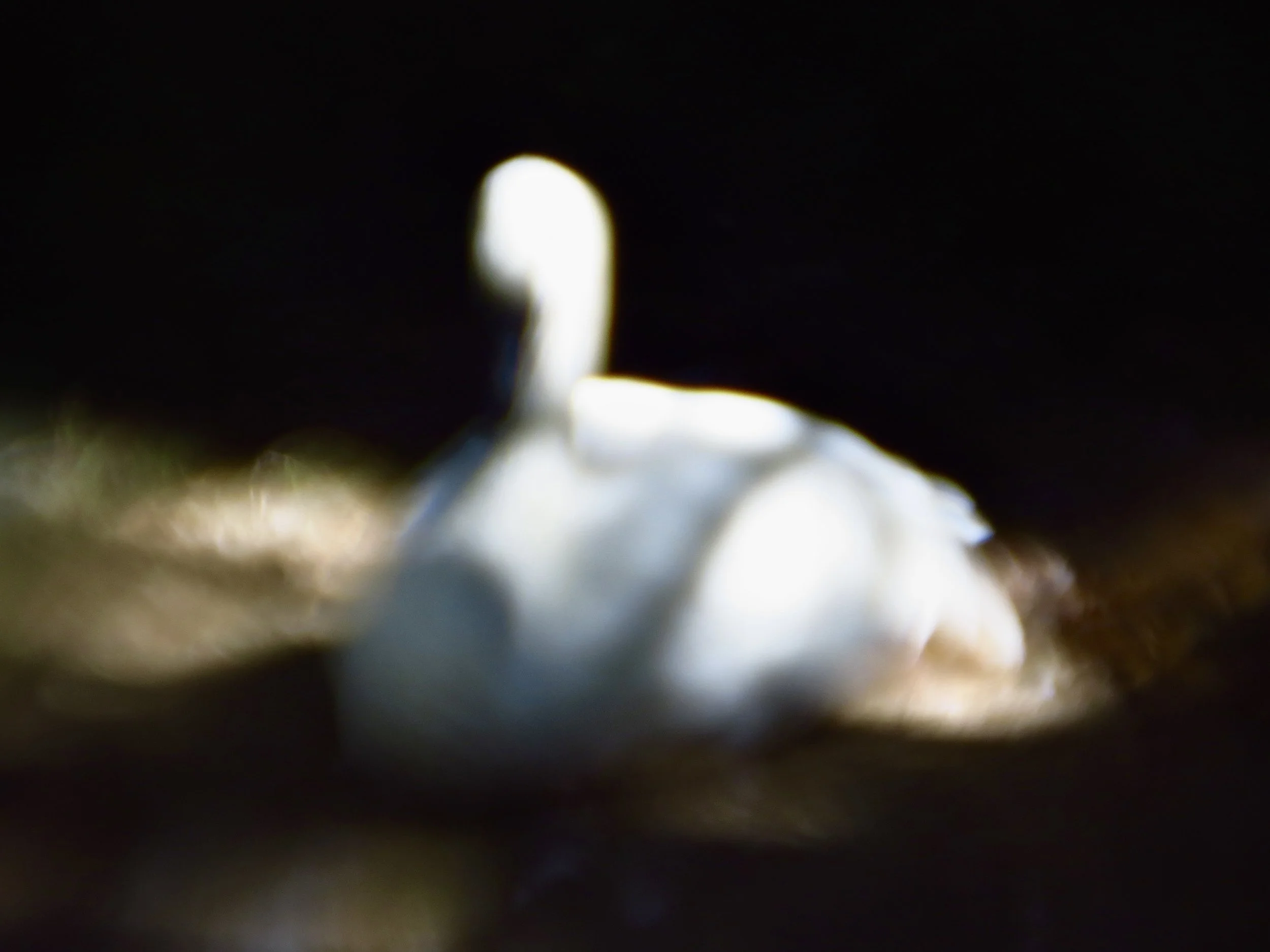IMG_0062.jpeg