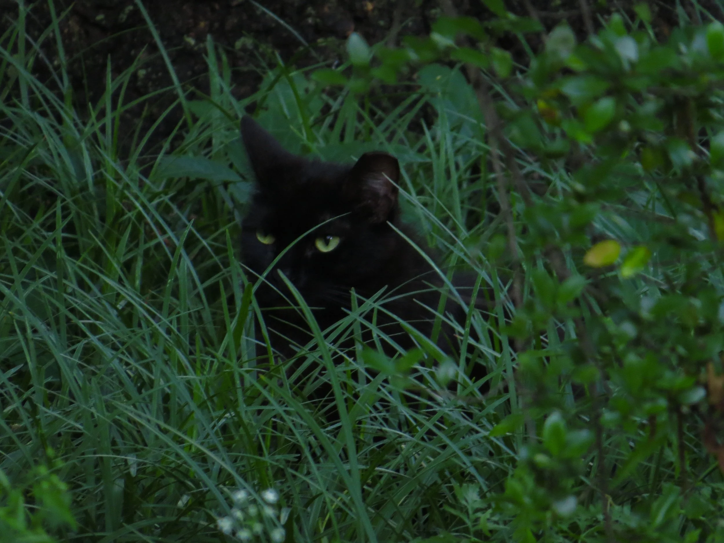 IMG_1983.jpeg