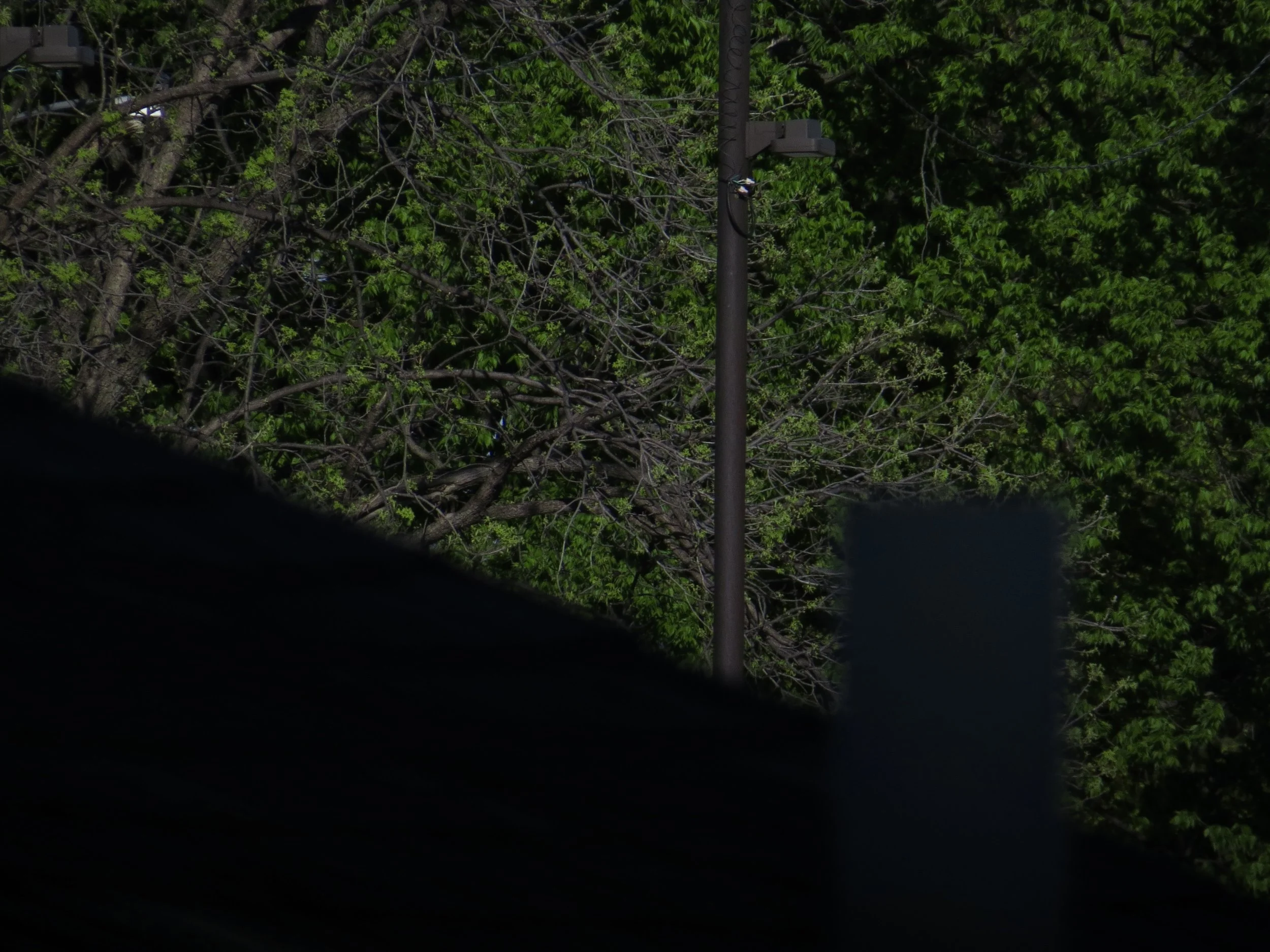 IMG_1618.jpeg