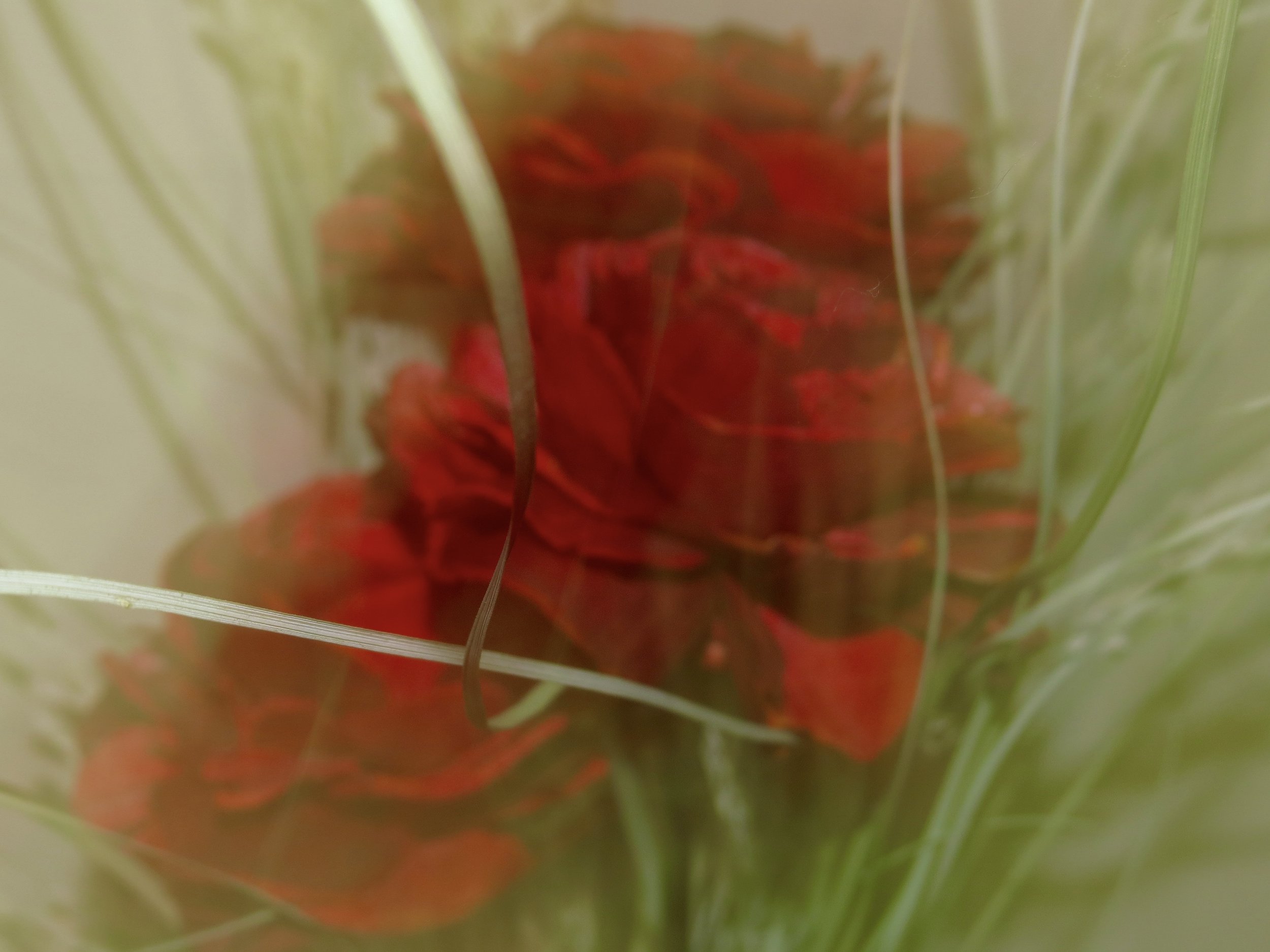 IMG_2499.jpeg