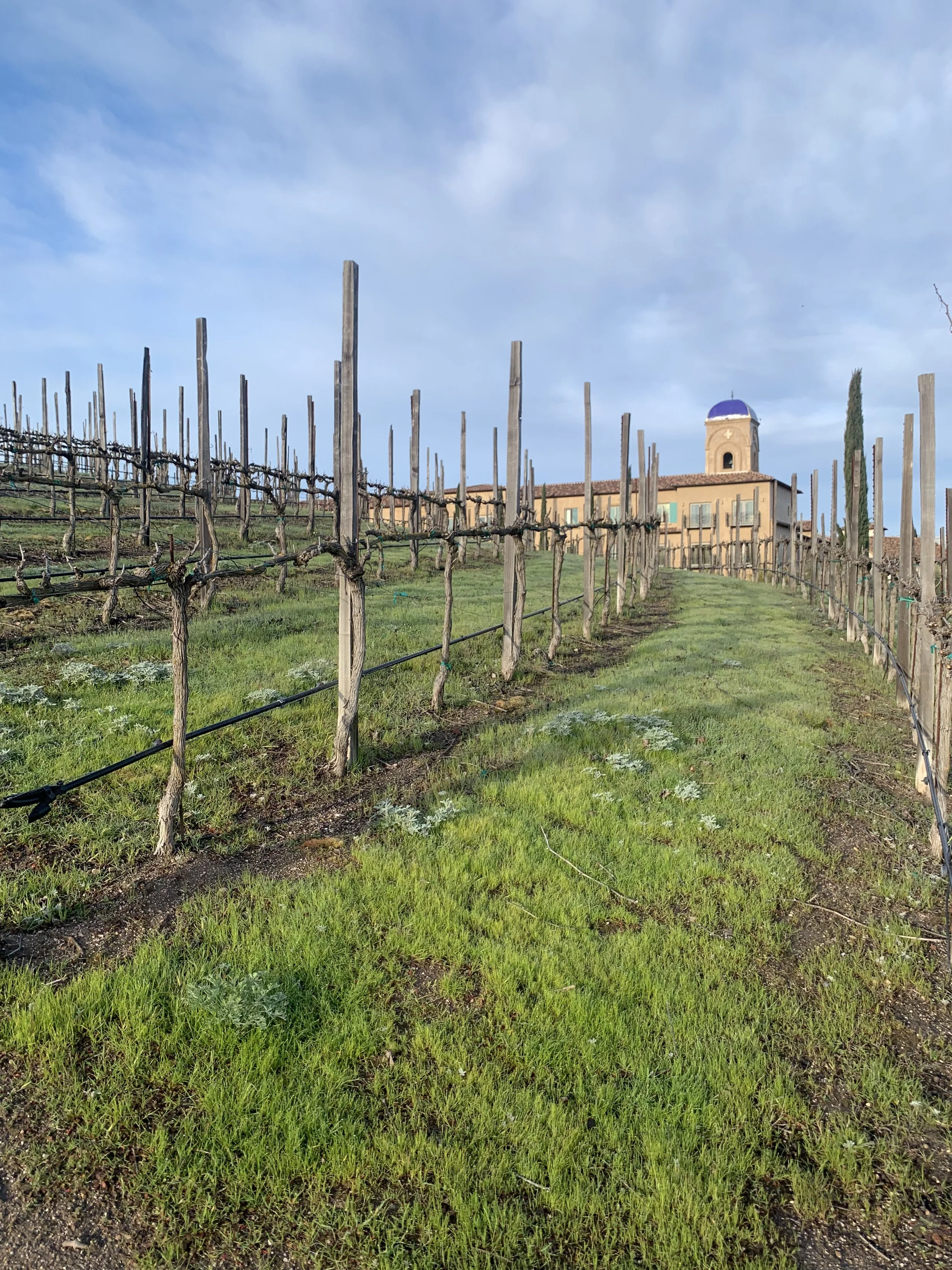 Rows of young wine grape vines with a view of a cupola and chapel in the distance. The vines have not yet budded with leaves yet for the spring.