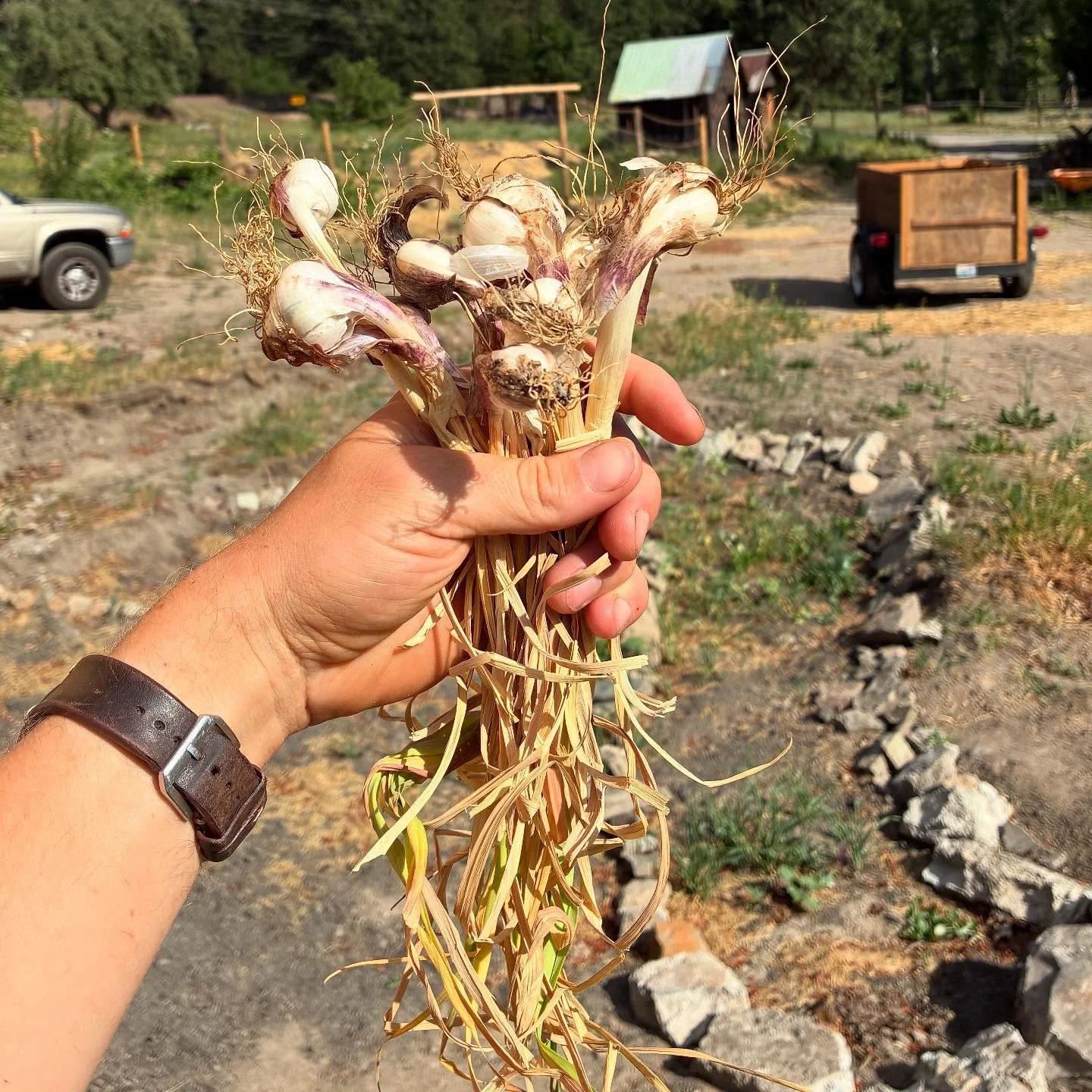 Today’s Harvest: Garlic. The simplest and easiest crop to grow, all ya gotta do is put individual cloves in the ground about 1-2” deep in the late fall, and wait to dig them up in the late spring/early summer. No watering necessary in the