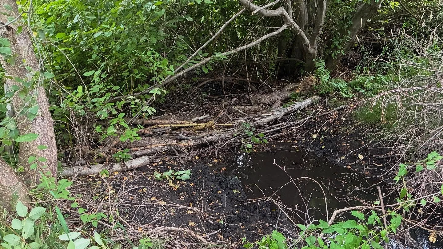 Yesterday’s project: building a beaver dam analog in the Chumstick Creek. We laid down layers of logs, then grasses, then mud, then leafy branches, then mud, then leafy branches, then mud.
When we came to the creek yesterday to start, there wa
