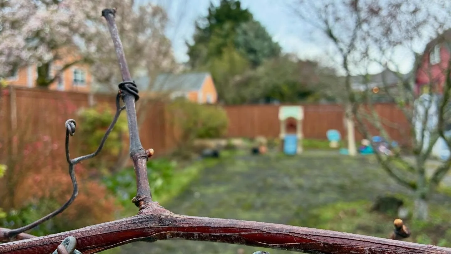 &ldquo;A picture is worth a thousand words, unless it&rsquo;s a Shelter &amp; Seeds post, in which case you&rsquo;ll get both.&rdquo; -Anonymous

Sometimes you plant what appears to be a few sticks, you cut back some grasses and lay them around said 