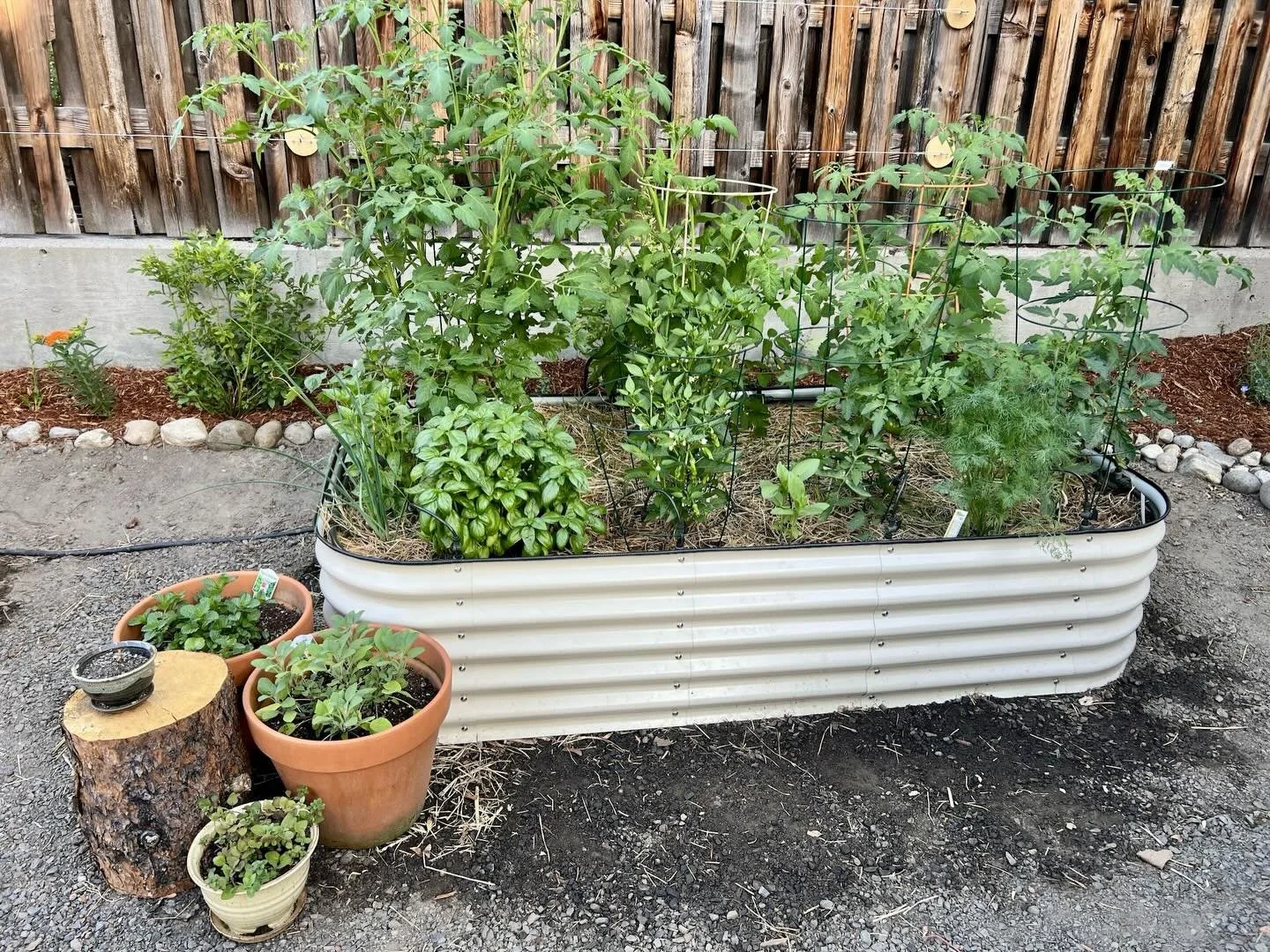 Today&rsquo;s project involved a dandy closed-loop nutrient cycling of local organic matter in this client&rsquo;s edible landscape. Last summer (first image), these raised beds grew vegetables, herbs, and fruit grown in the soil we purchased from @w