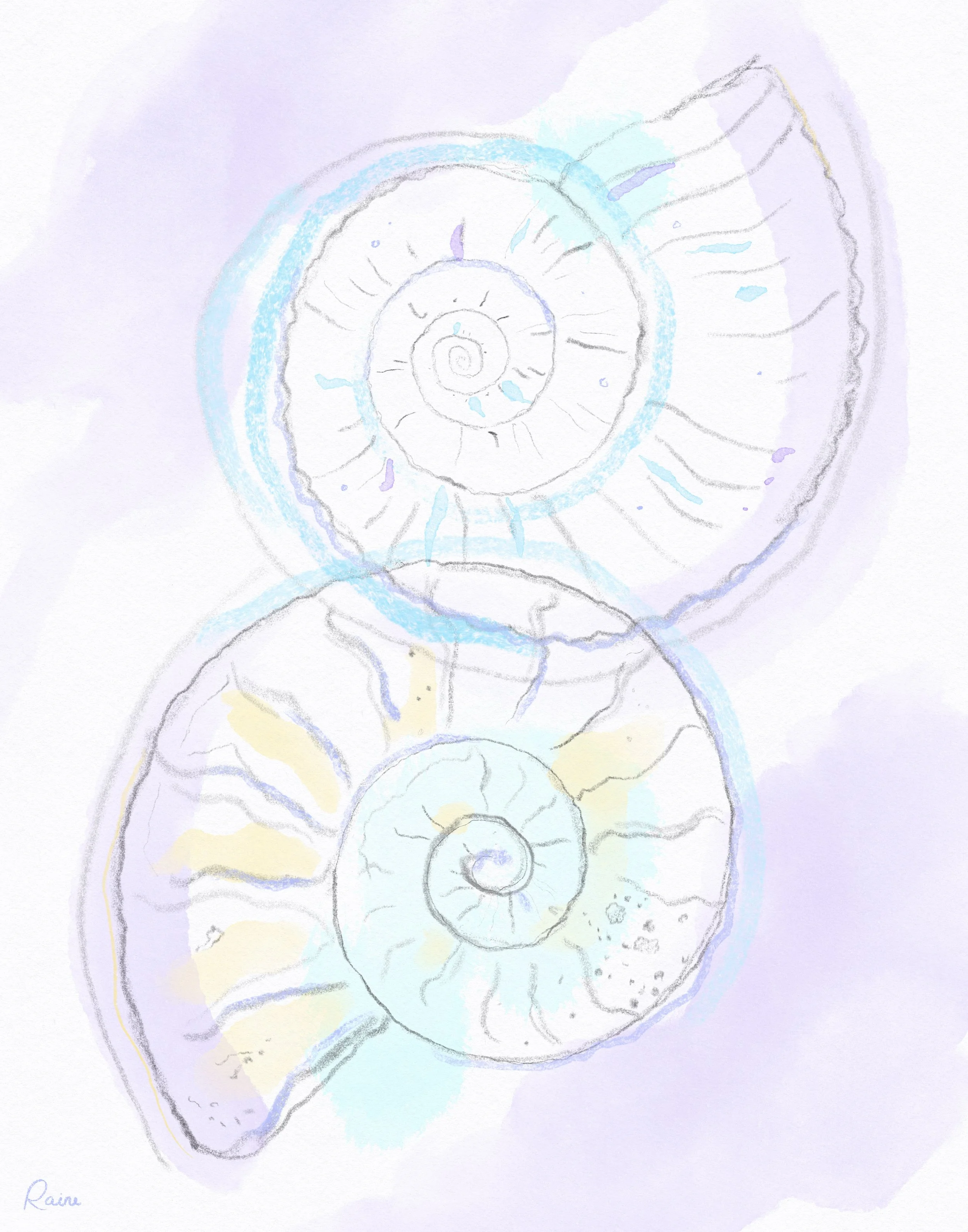 Delicate graphite and watercolor illustration of two overlapping ammonite fossil spirals, rendered with faint pastel washes of blue, yellow, and lavender on a mostly white, airy background.