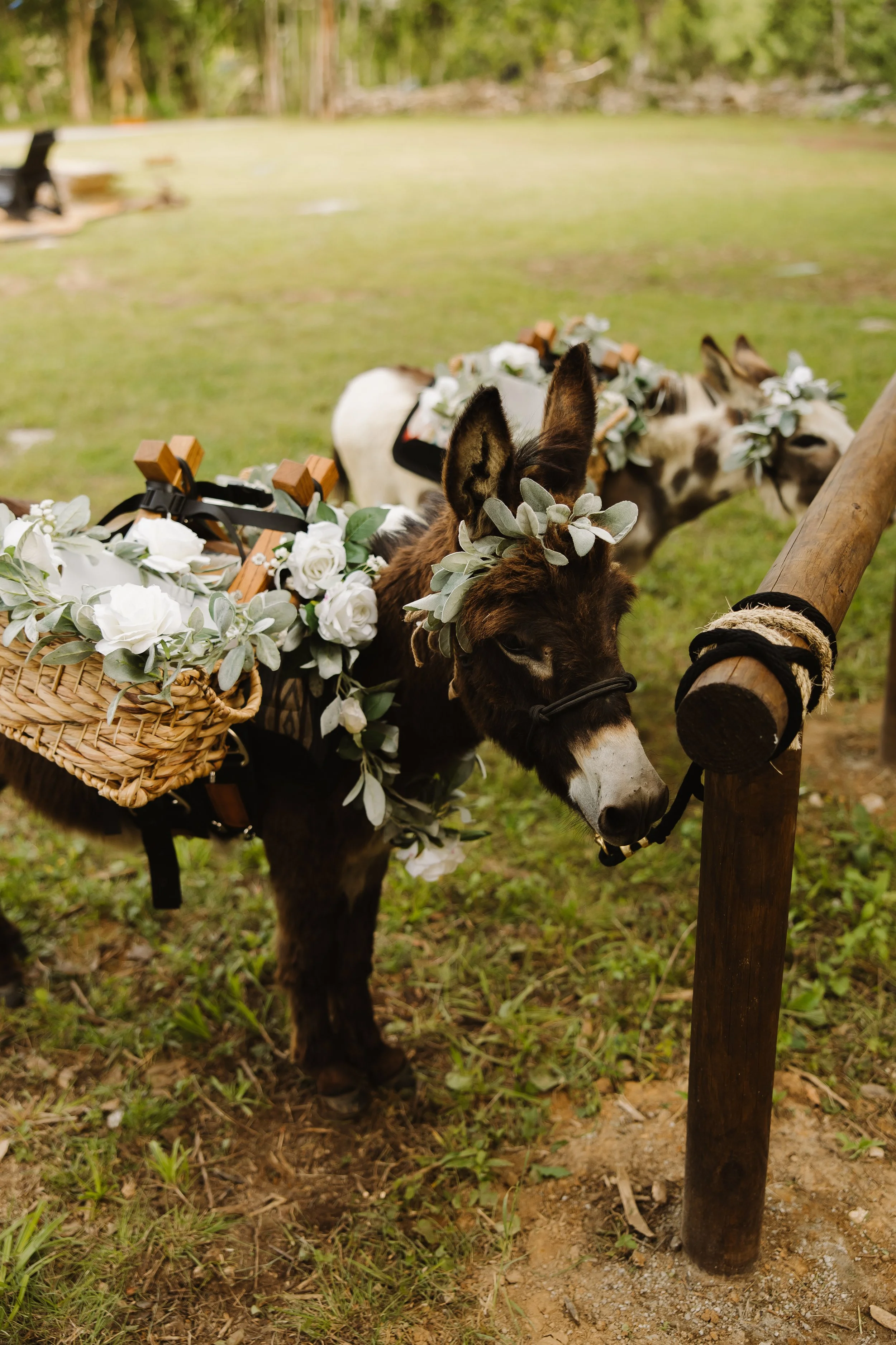 Nashville Beer Burros