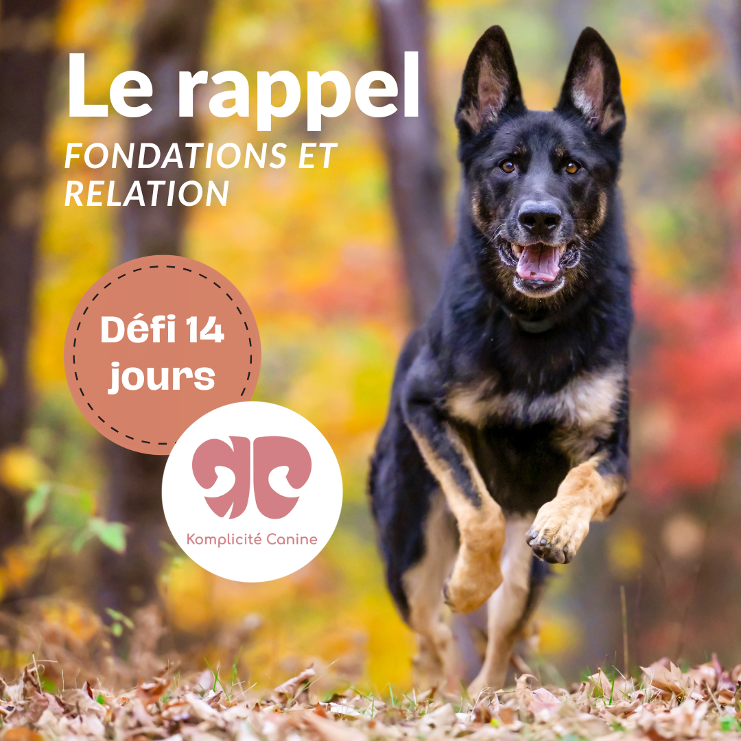 Untitled design (2).png