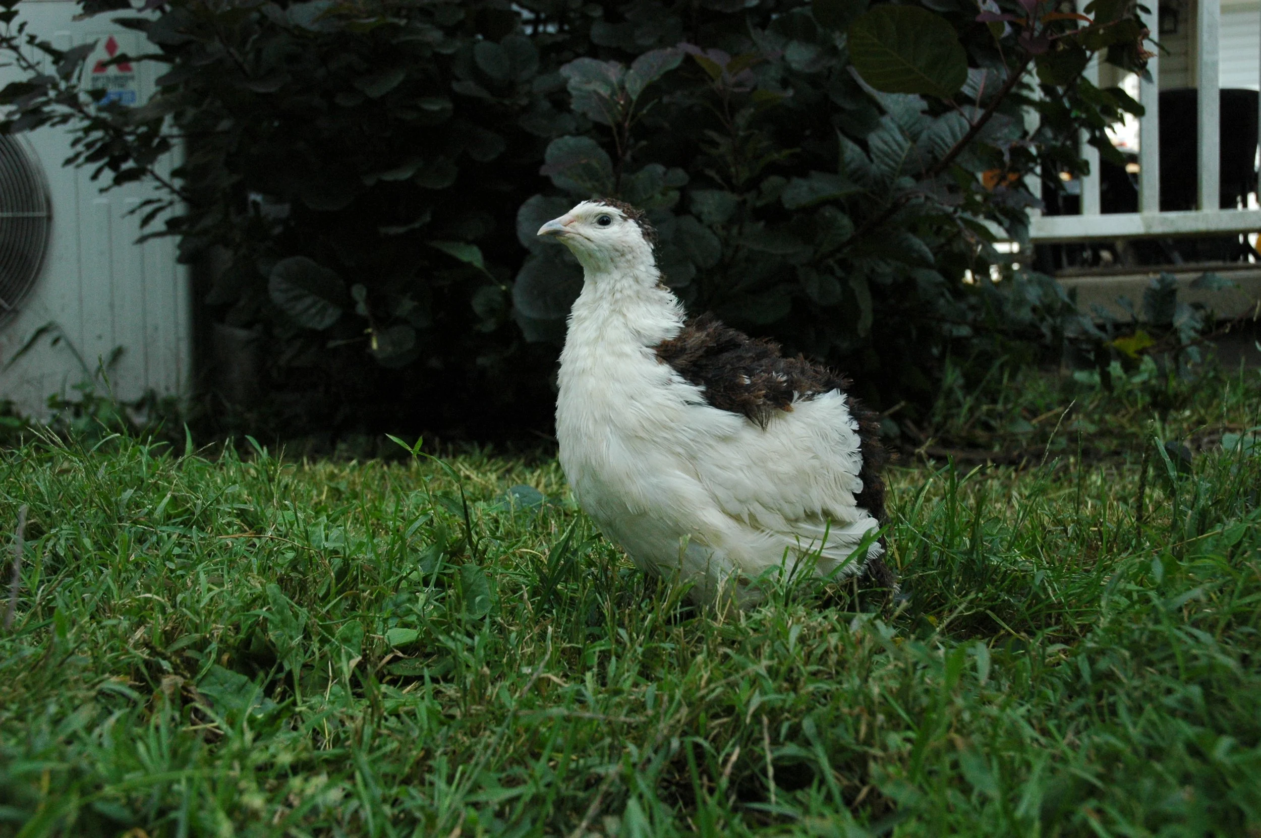 Tibetan Tuxedo Jumbo Coturnix Quail Eggs