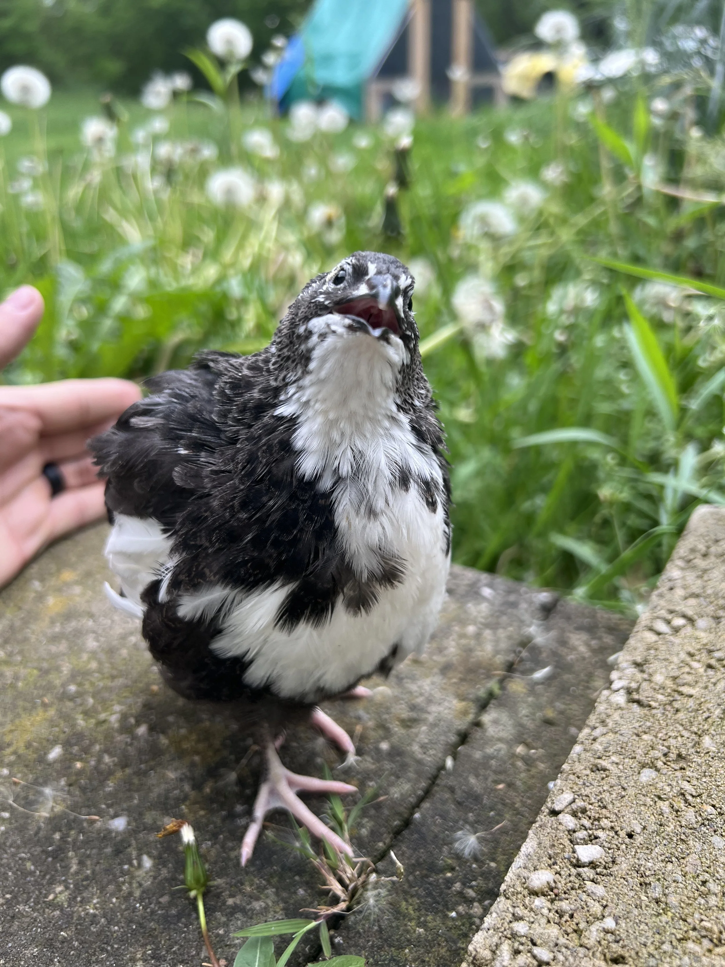 Keystone Marbled Tuxedo hatching eggs
