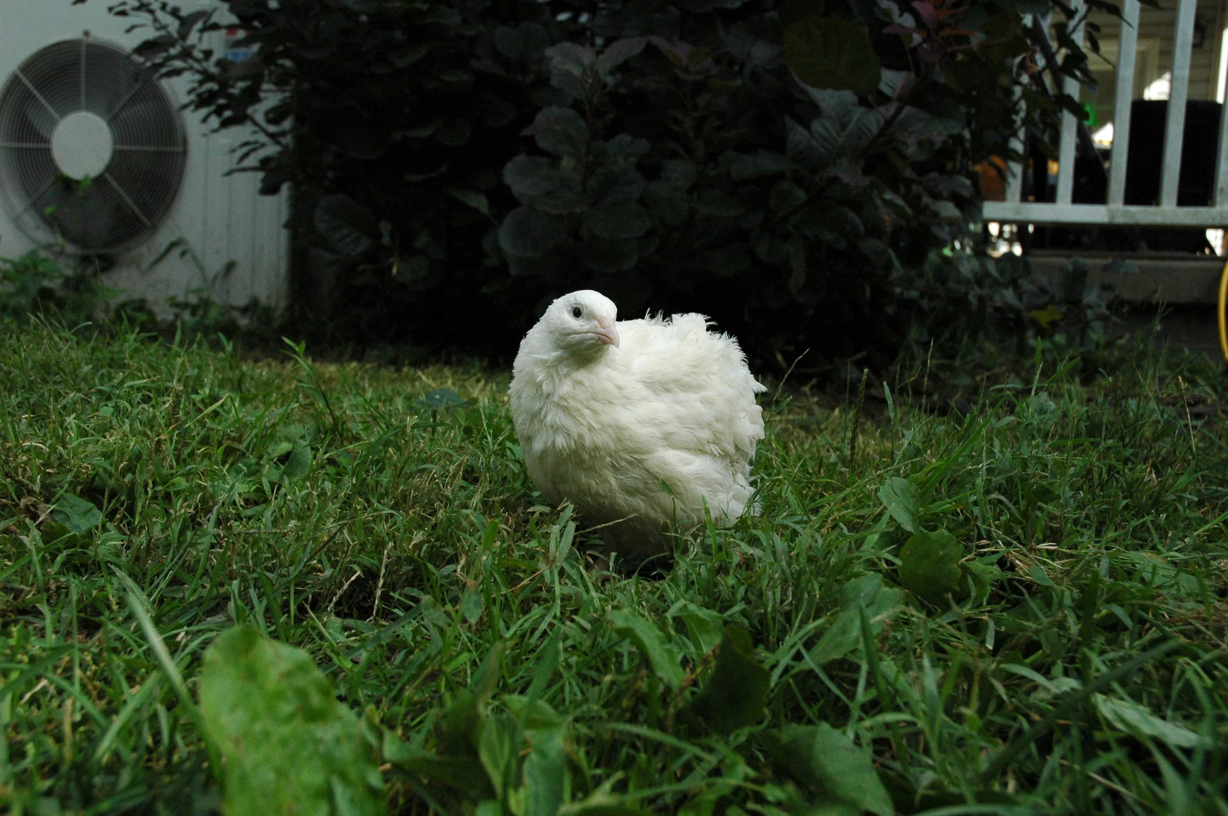 Jumbo White Coturnix Quail Eggs