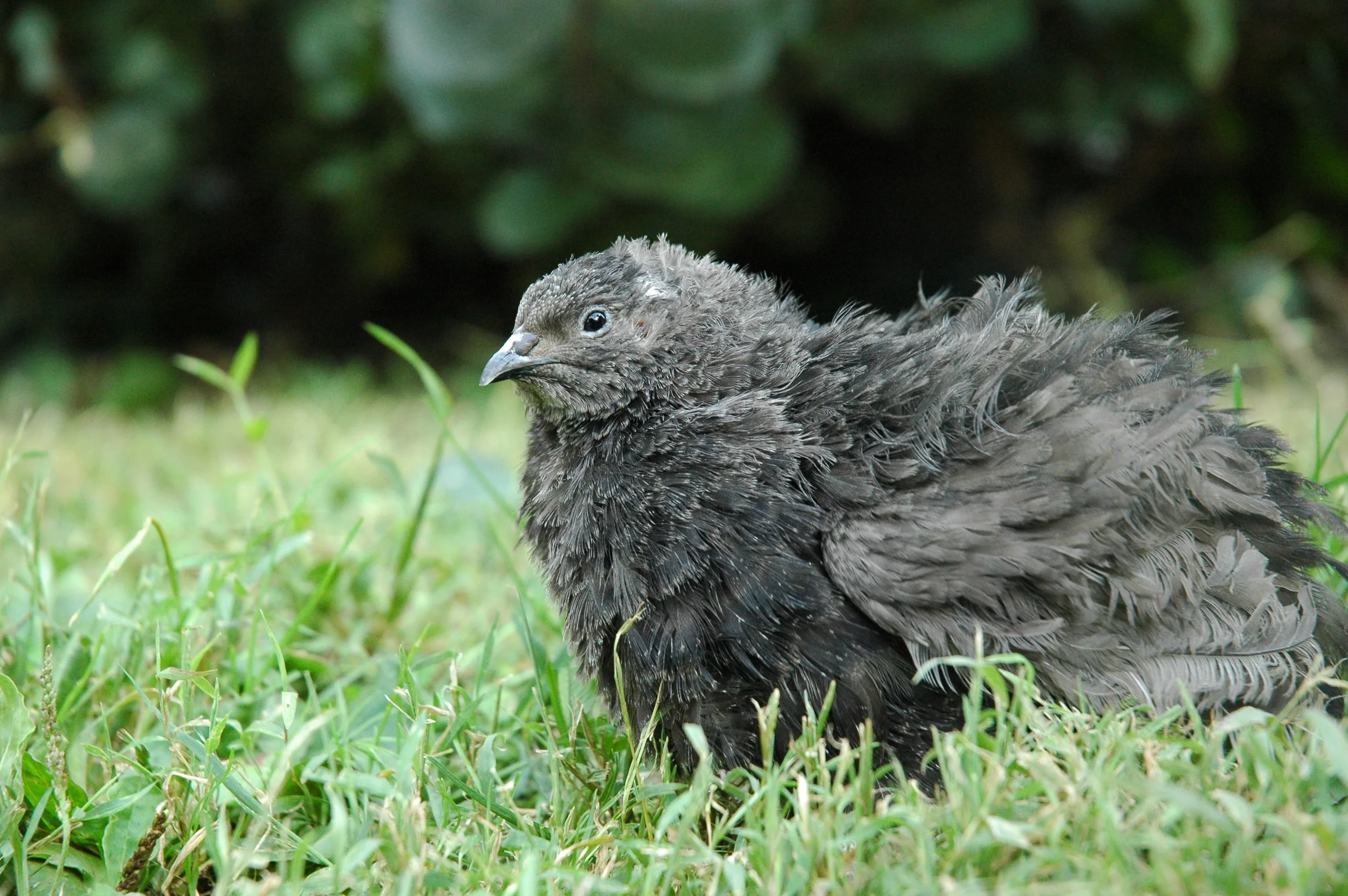 Keystone Black Coturnix Quail Eggs