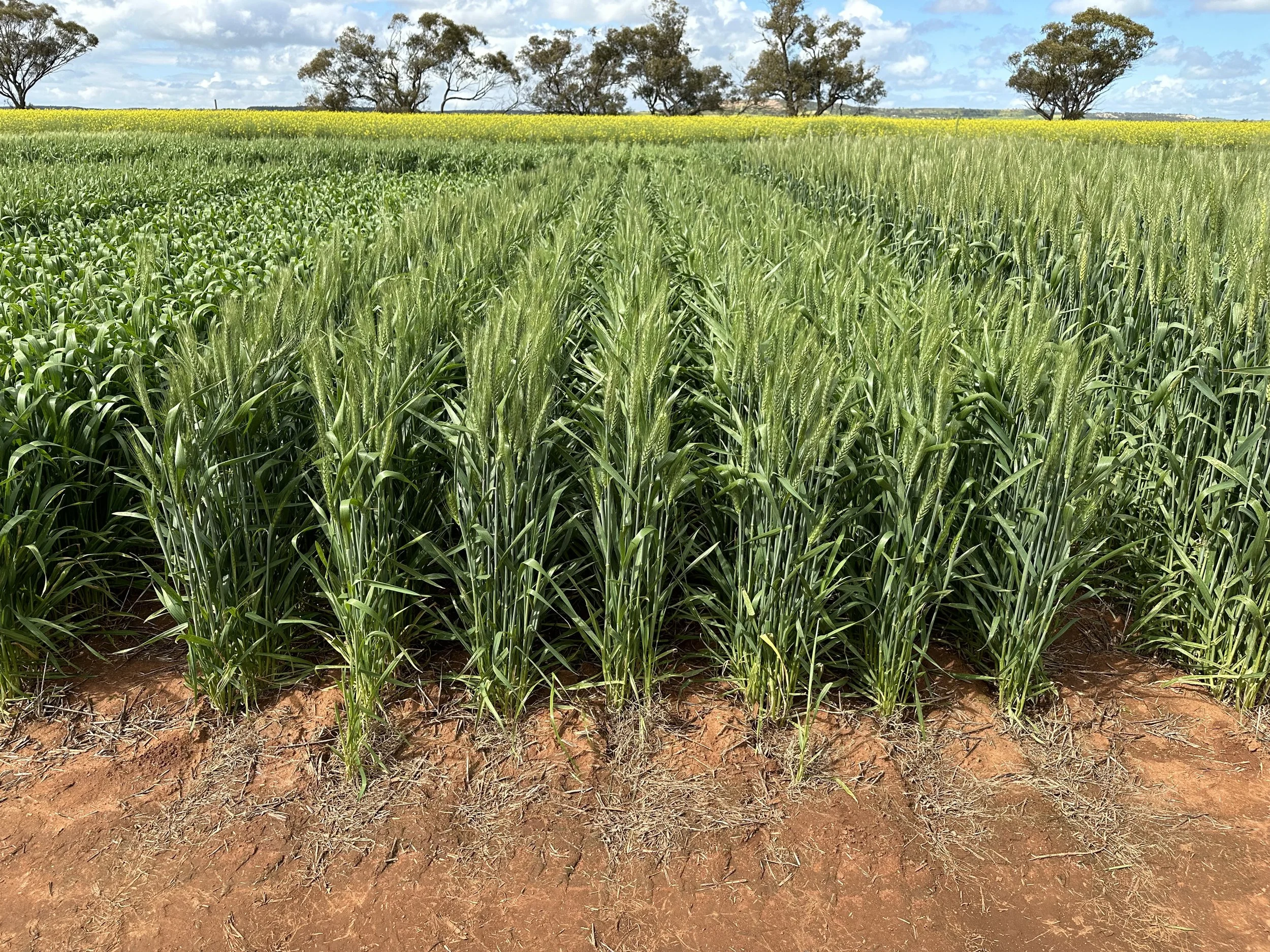 LONGREACH SONIC