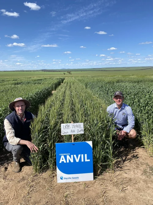 LONGREACH ANVIL CL PLUS — LongReach Plant Breeders