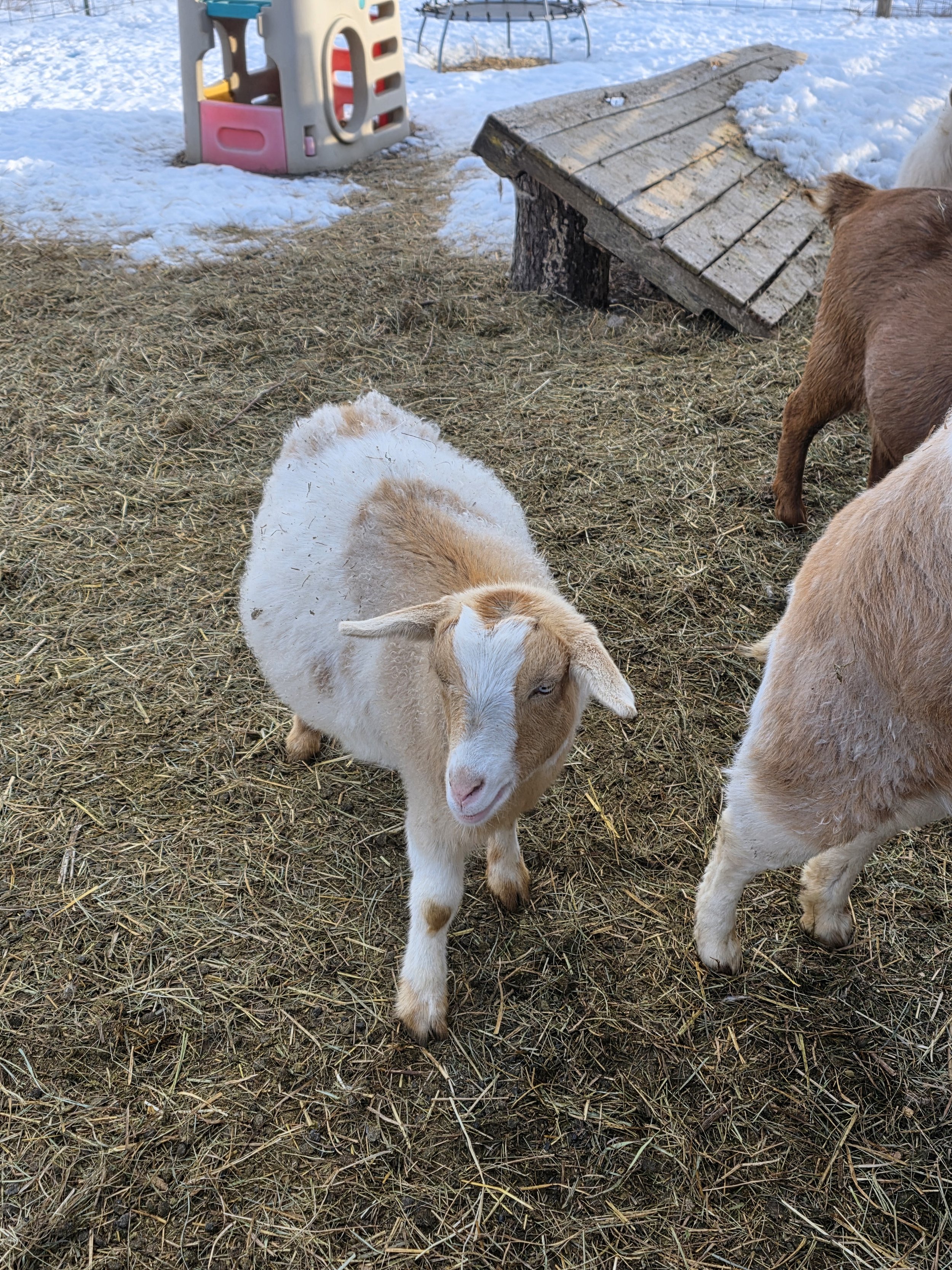 Bur Oak Acres Doeling