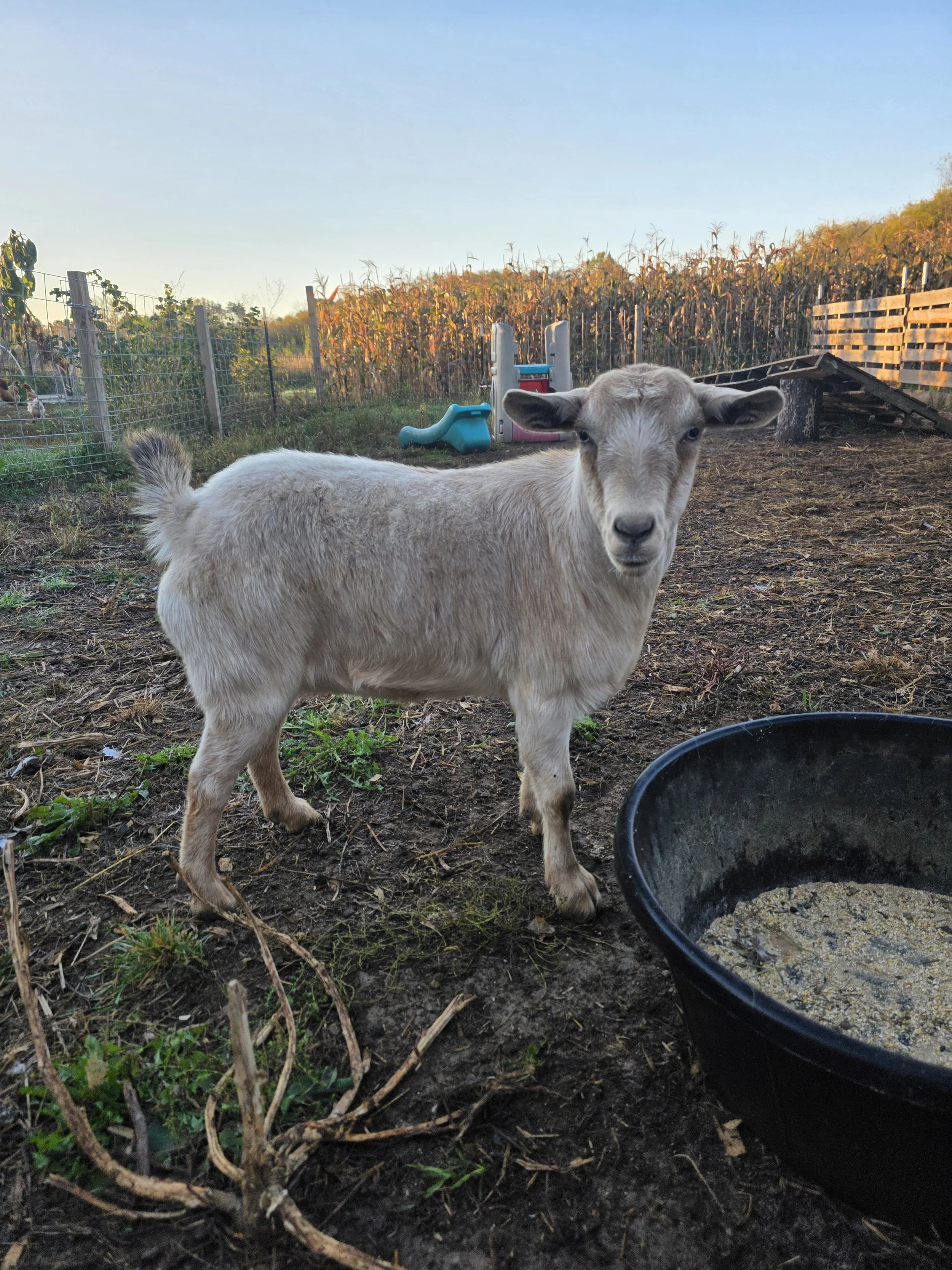 Bur Oak Acres Does