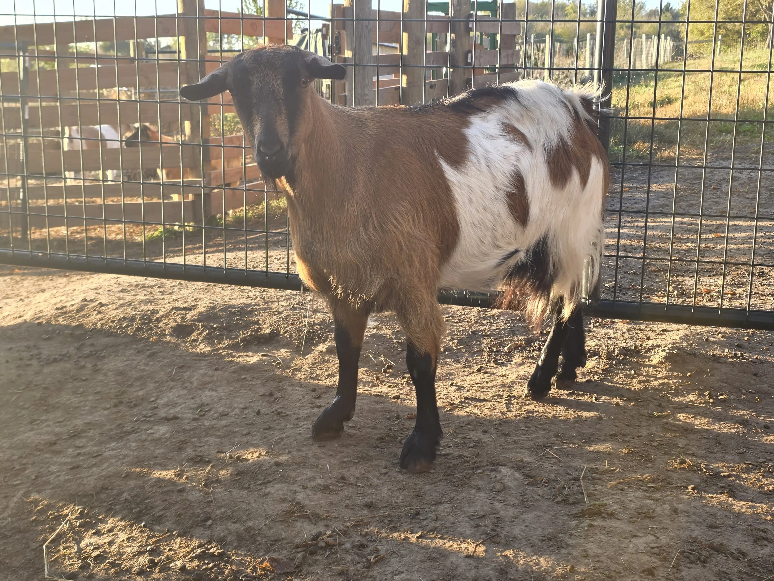 Bur Oak Acres Does