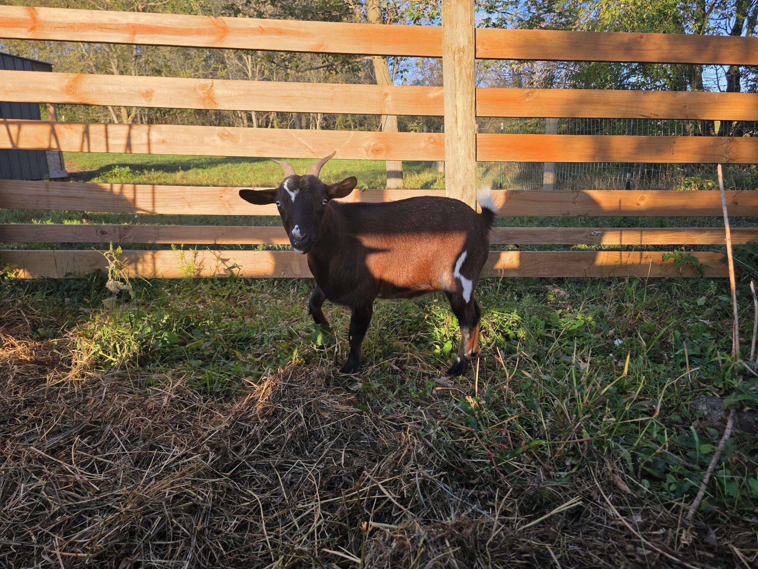 Bur Oak Acres Does