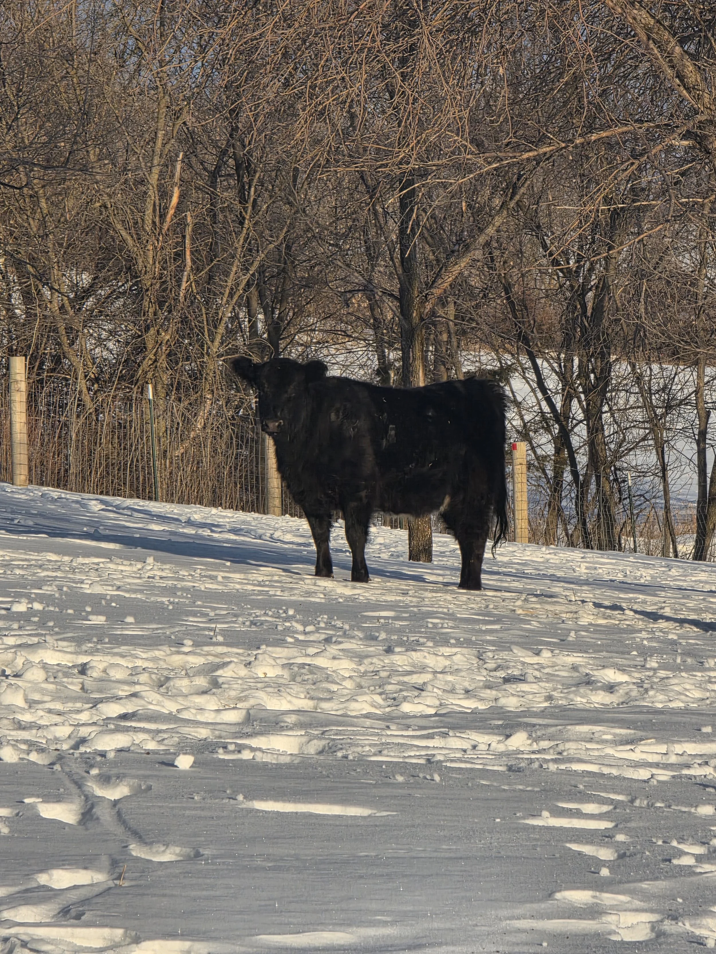 Bur Oak Acres Cow-Loretta