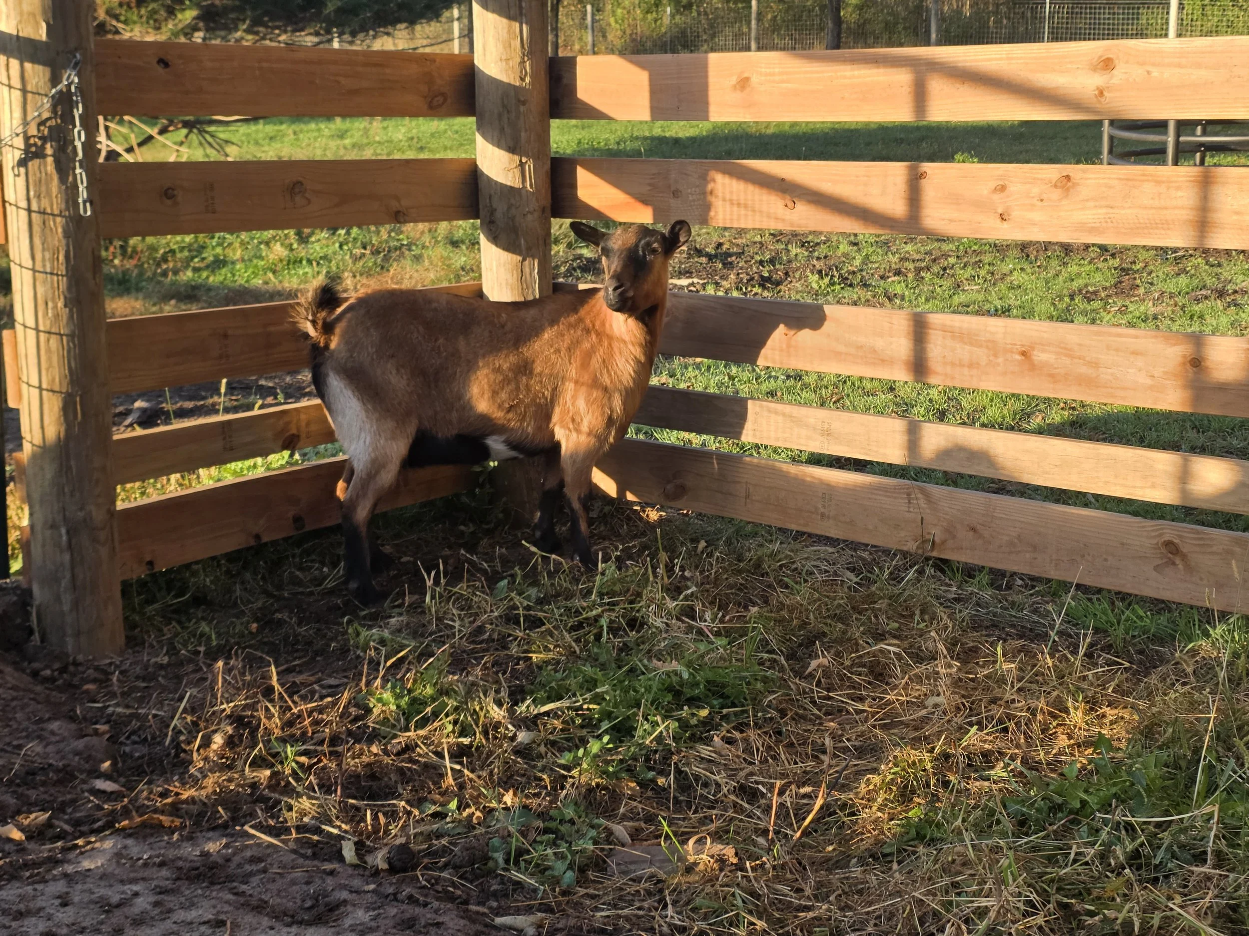 Bur Oak Acres Does