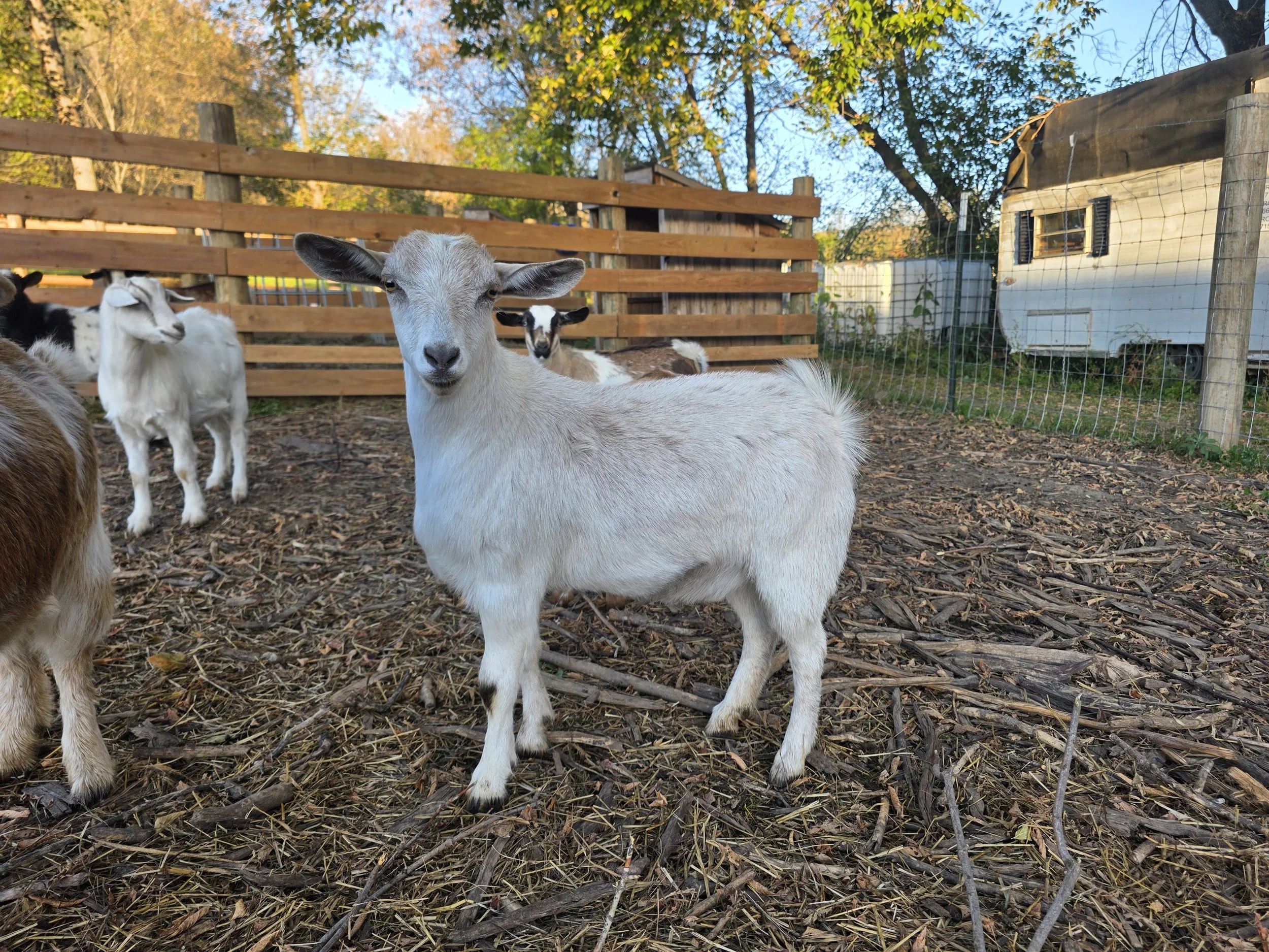 Bur Oak Acres Does