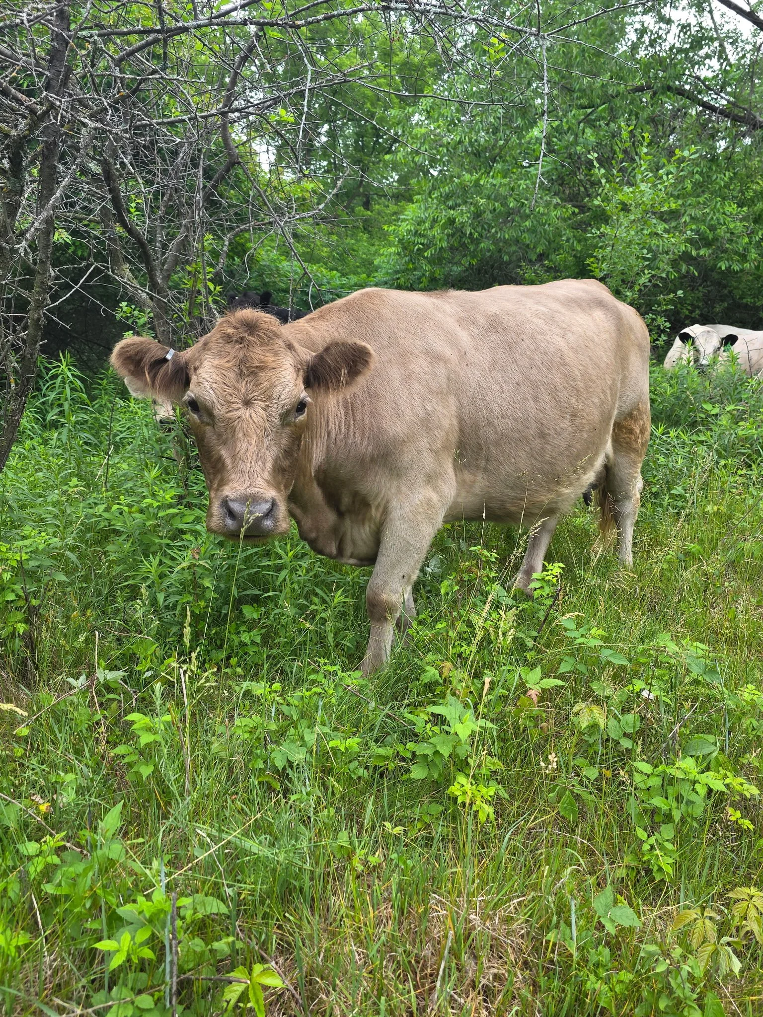 Bur Oak Acres Cow-Hattie
